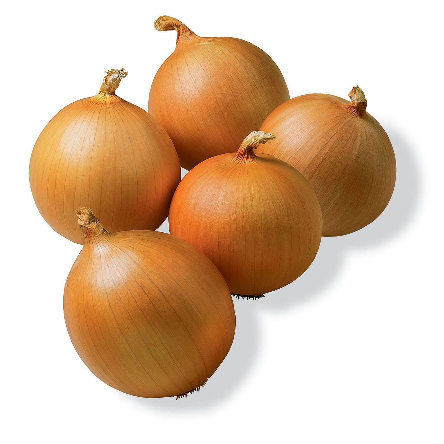 General 1500x1500 onion white background food vegetables