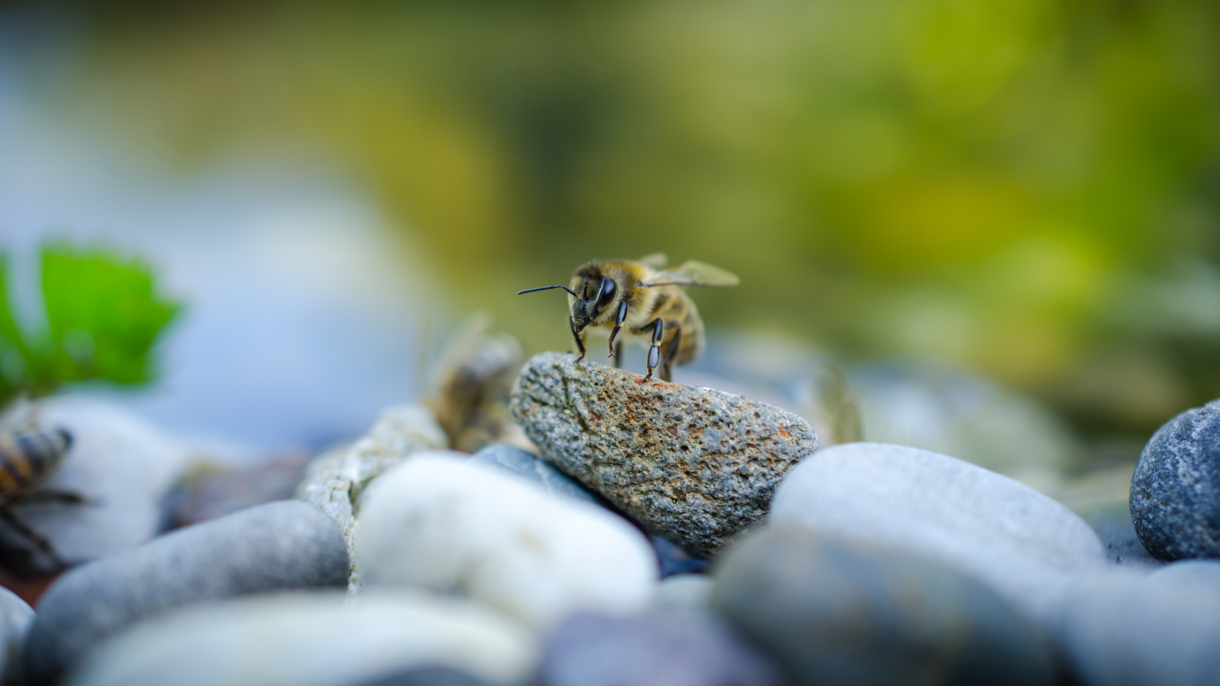 General 4916x2765 nature animals stones macro bees insect