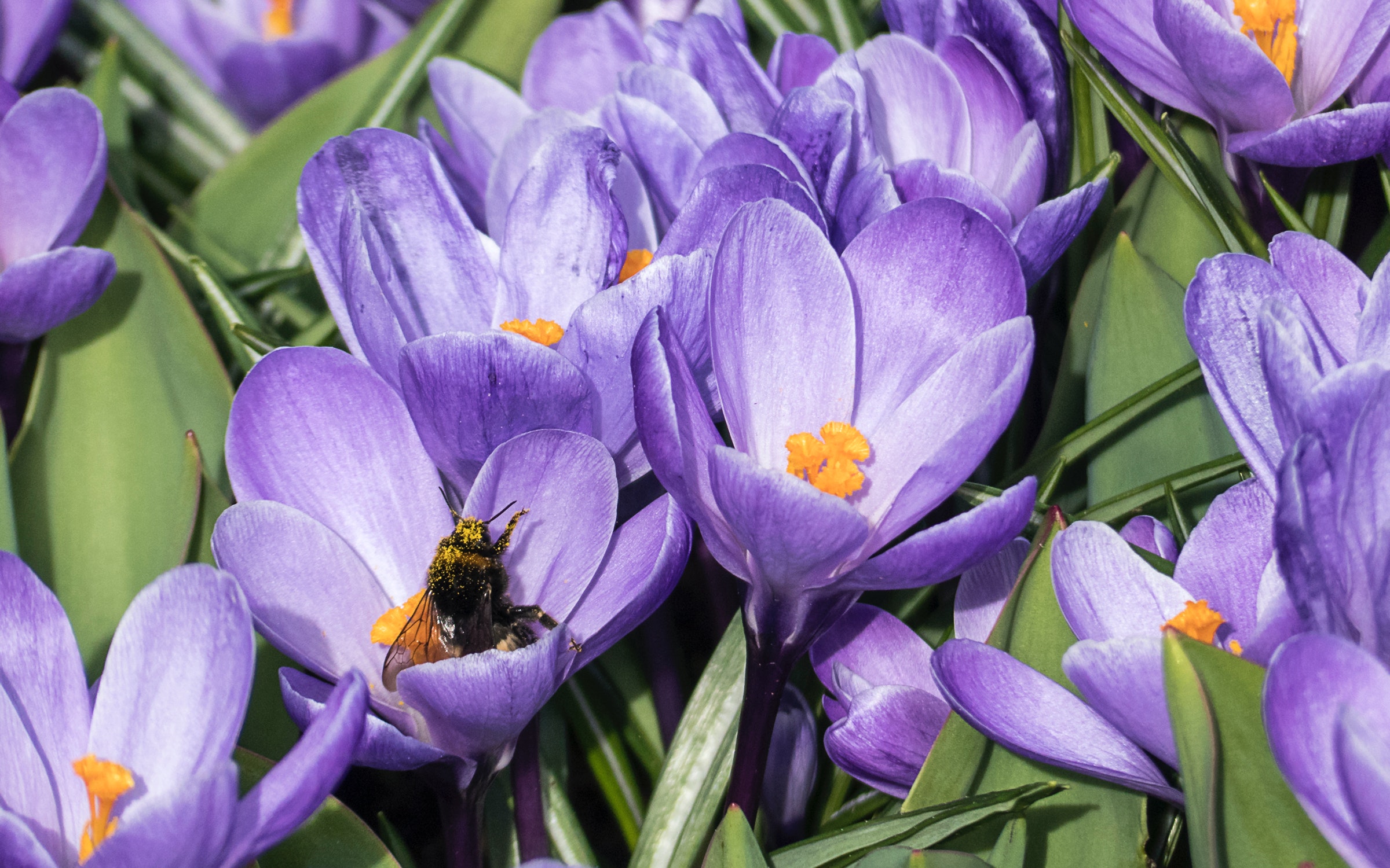General 2400x1500 bumblebees flowers crocus pollen animals insect plants colorful macro closeup