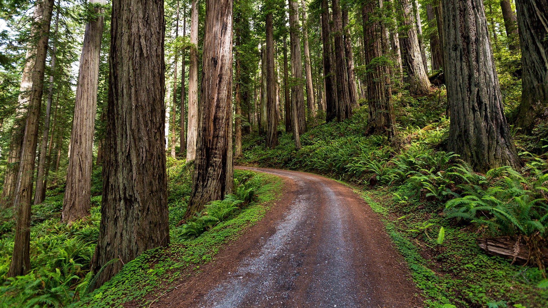 General 1920x1080 nature landscape forest plants redwood walkway dirt road California USA