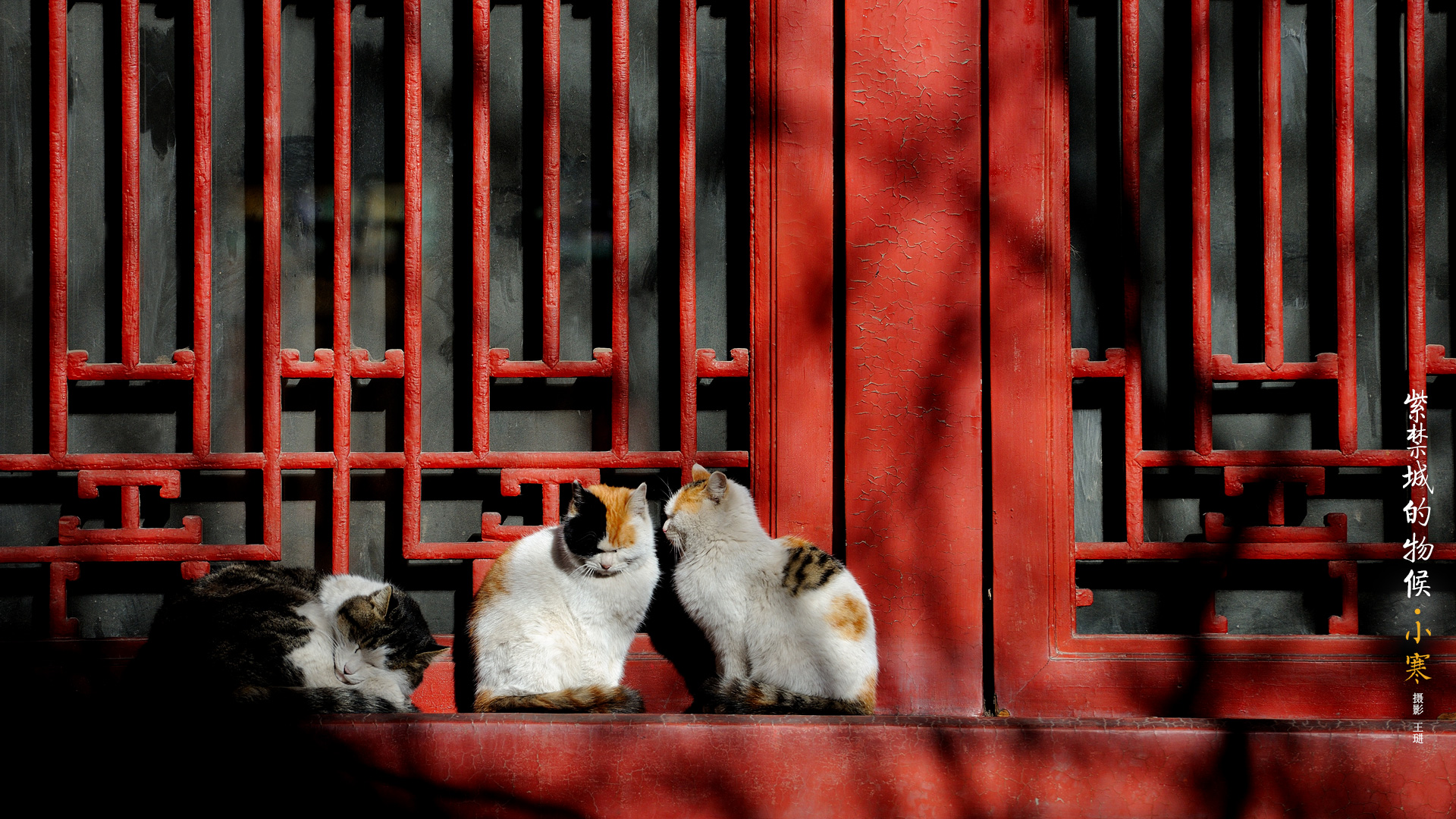 General 1920x1080 The Imperial Palace architecture cats