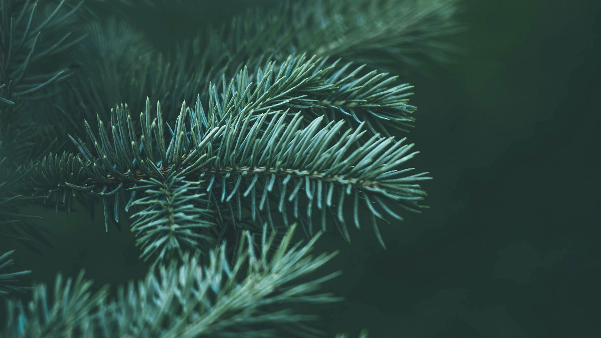 General 1920x1080 nature plants spruce green