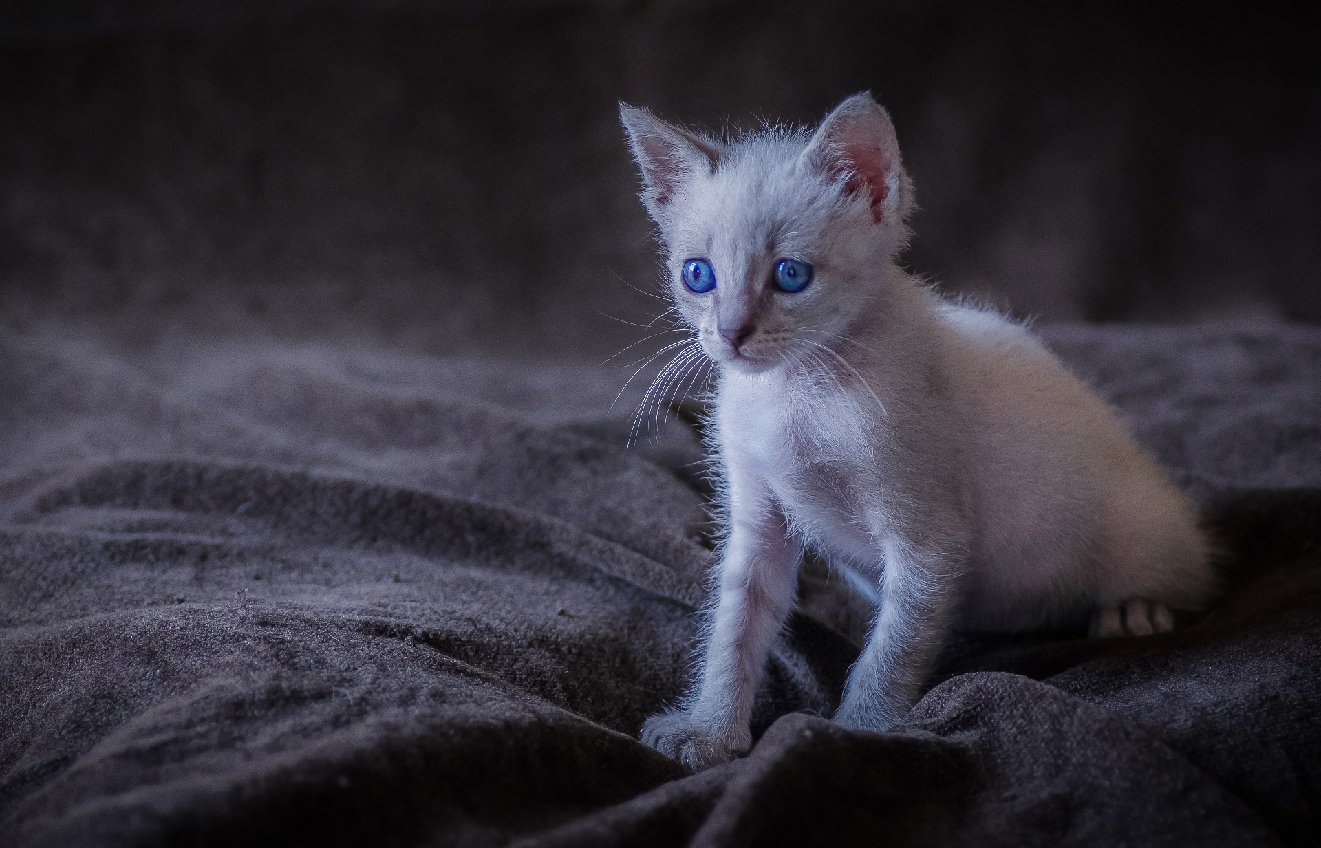 General 1920x1233 kittens blue eyes cats animals mammals