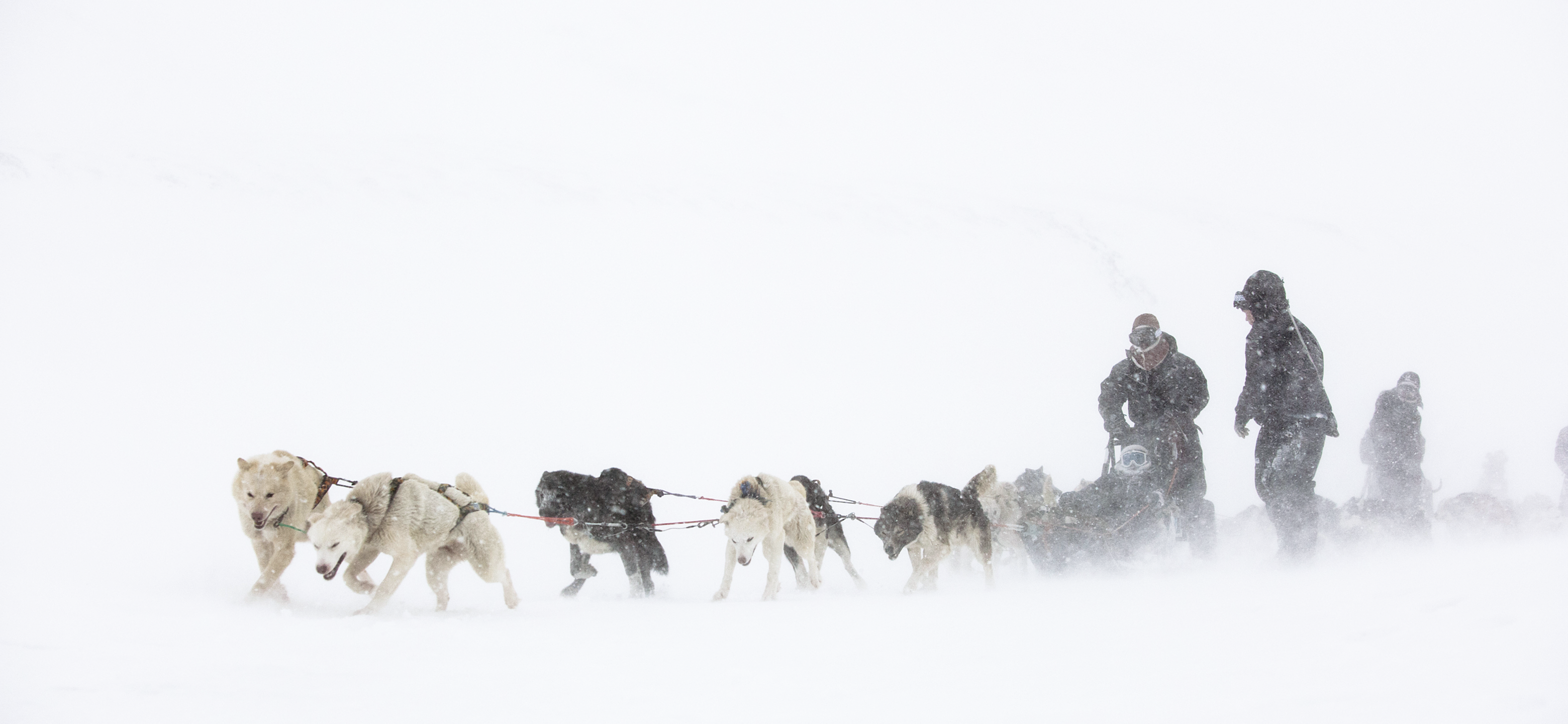 General 3120x1440 Siberian Husky  snow cold dog animals mammals winter