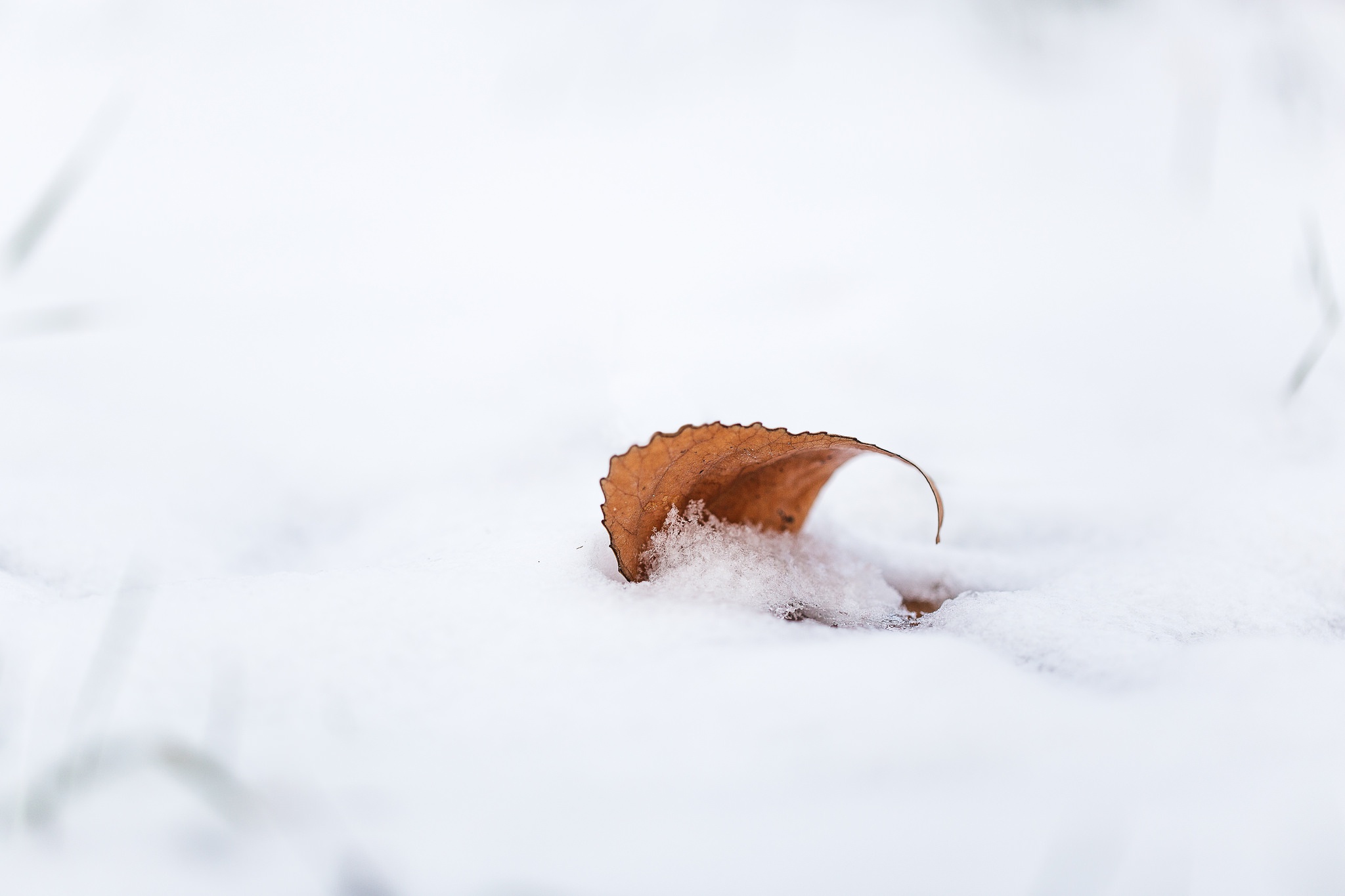 General 2048x1365 minimalism leaves cold winter snow simple background