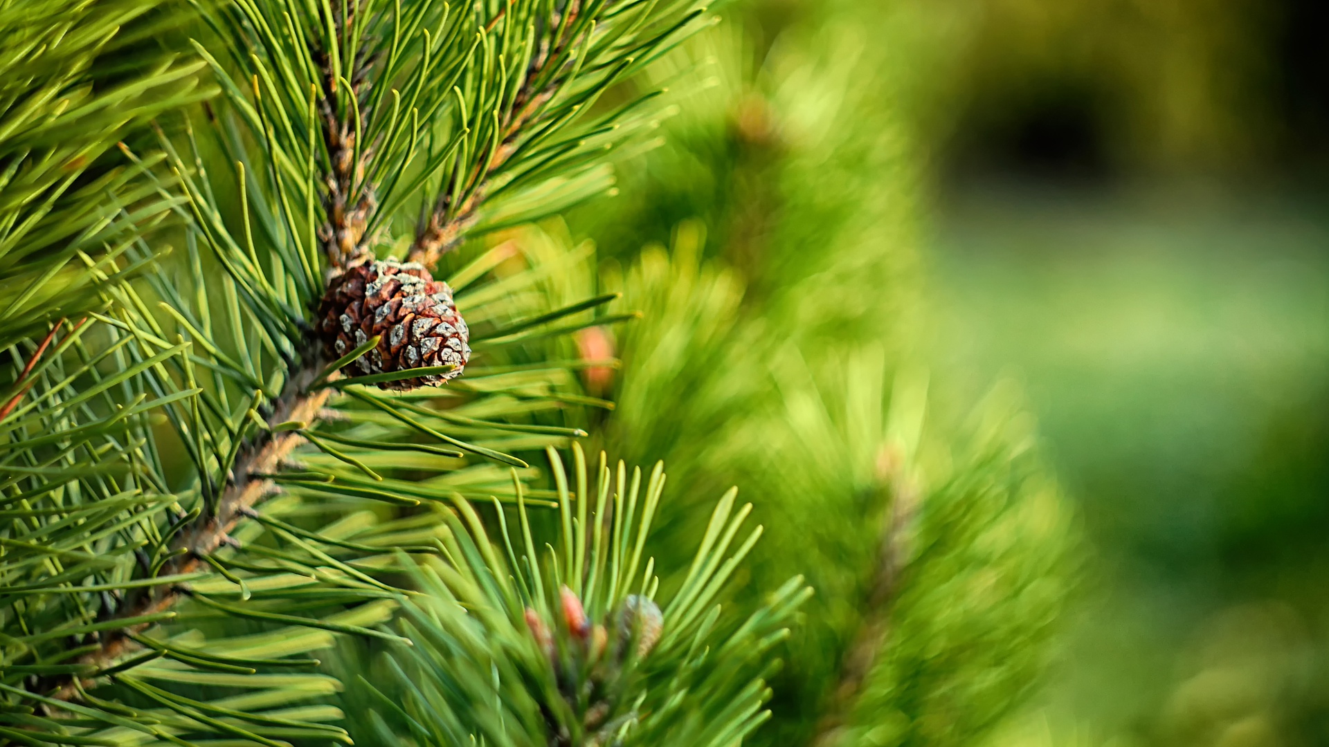 General 1920x1080 macro nature green pine cones pine trees closeup depth of field trees photography vibrant