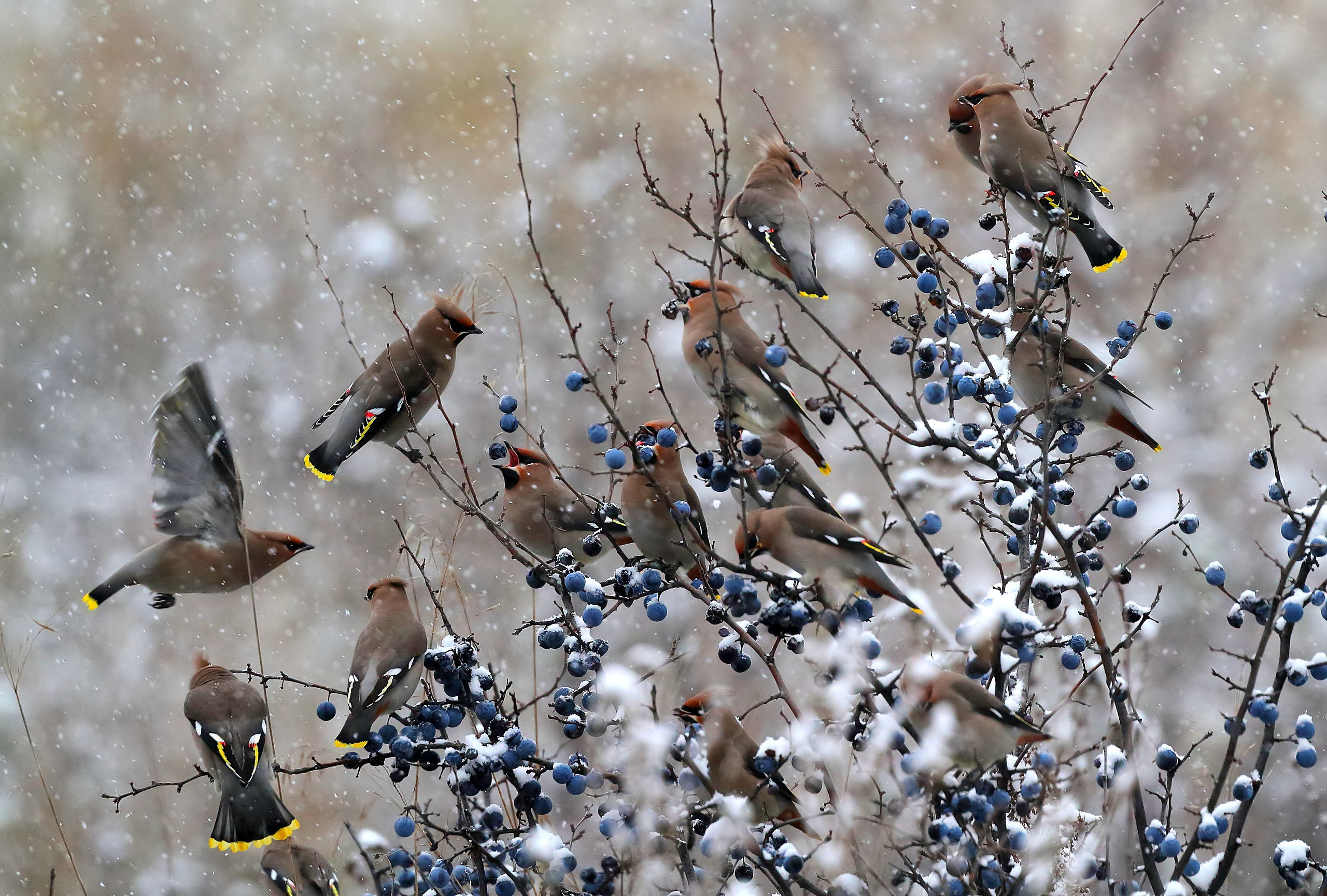 General 2560x1729 waxwings berries snow birds closeup