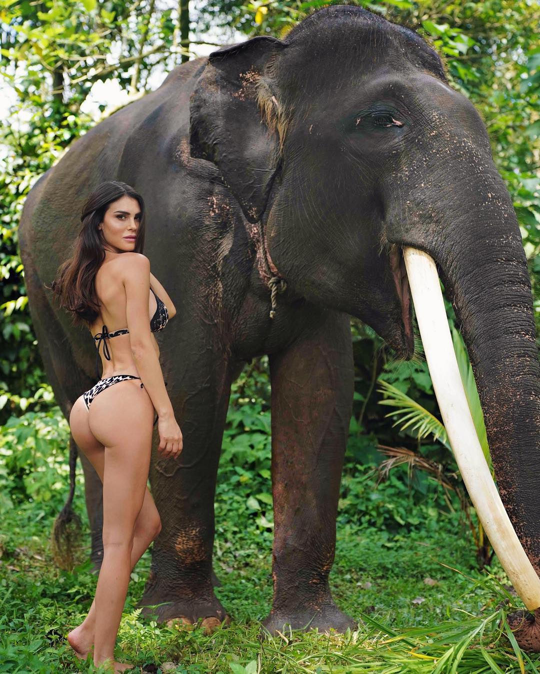 People 1080x1349 Silvia Caruso women model brunette bikini ass women outdoors elephant looking over shoulder