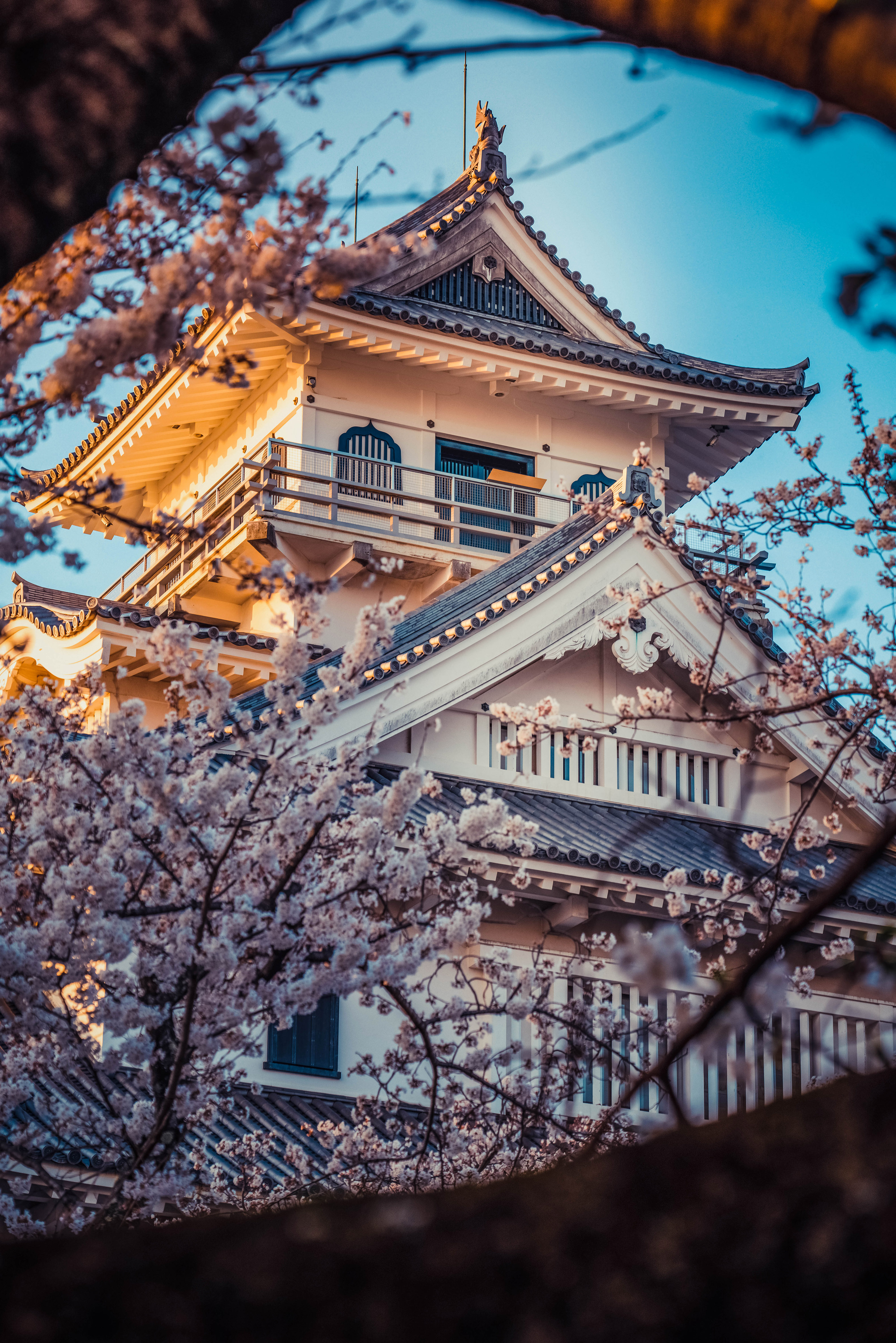 General 3163x4742 Japan tower portrait display building flowers architecture cherry blossom cherry trees photography
