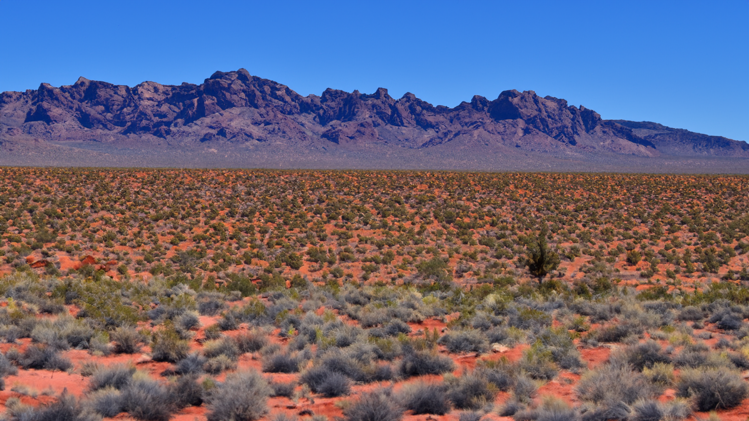 General 2560x1440 area 51  Nevada desert Piñon Pine Mesquite landscape