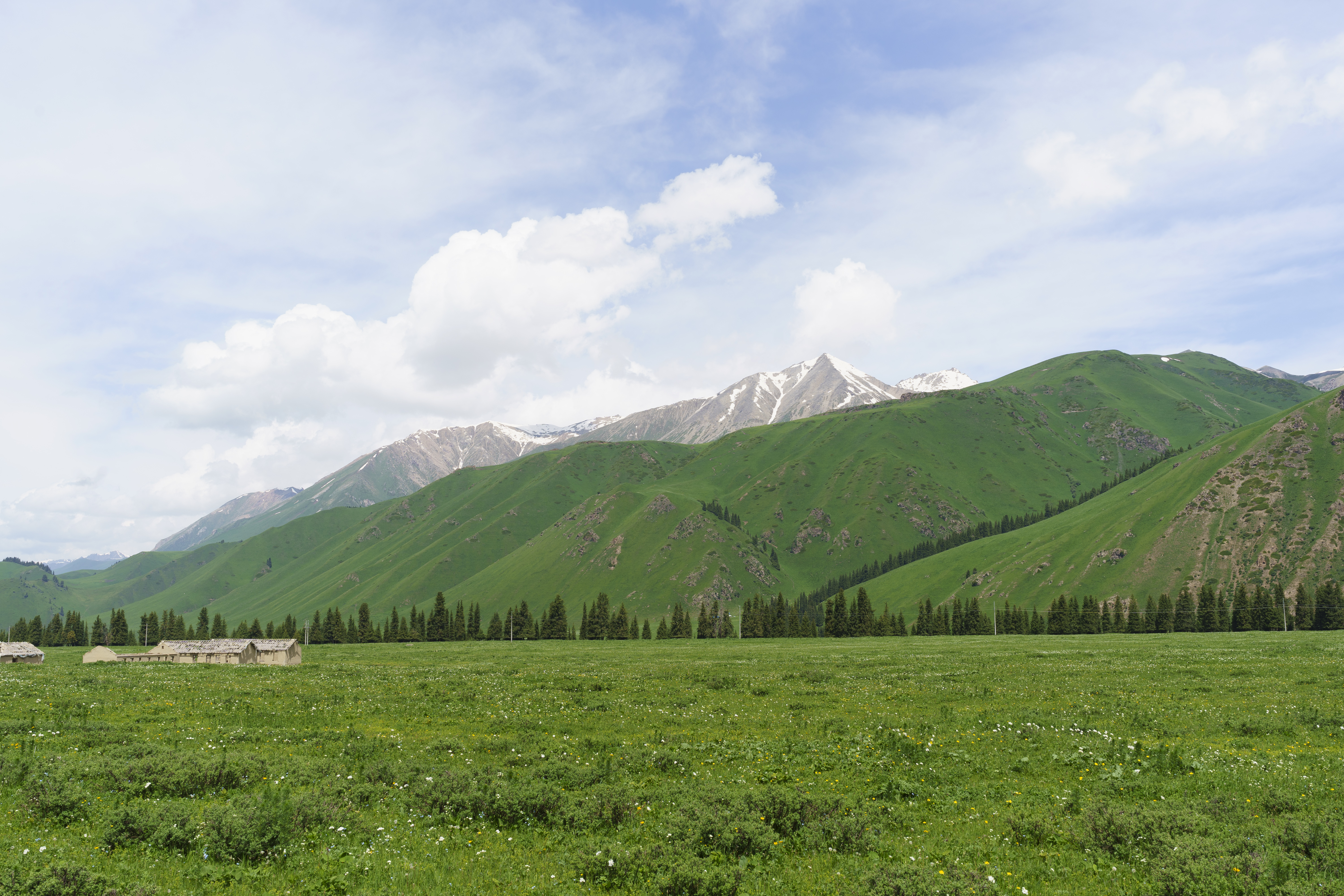 General 6000x4000 grass mountains snowy peak landscape pine trees Xinjiang Duku Highway China nature clouds sky skyscape snow trees