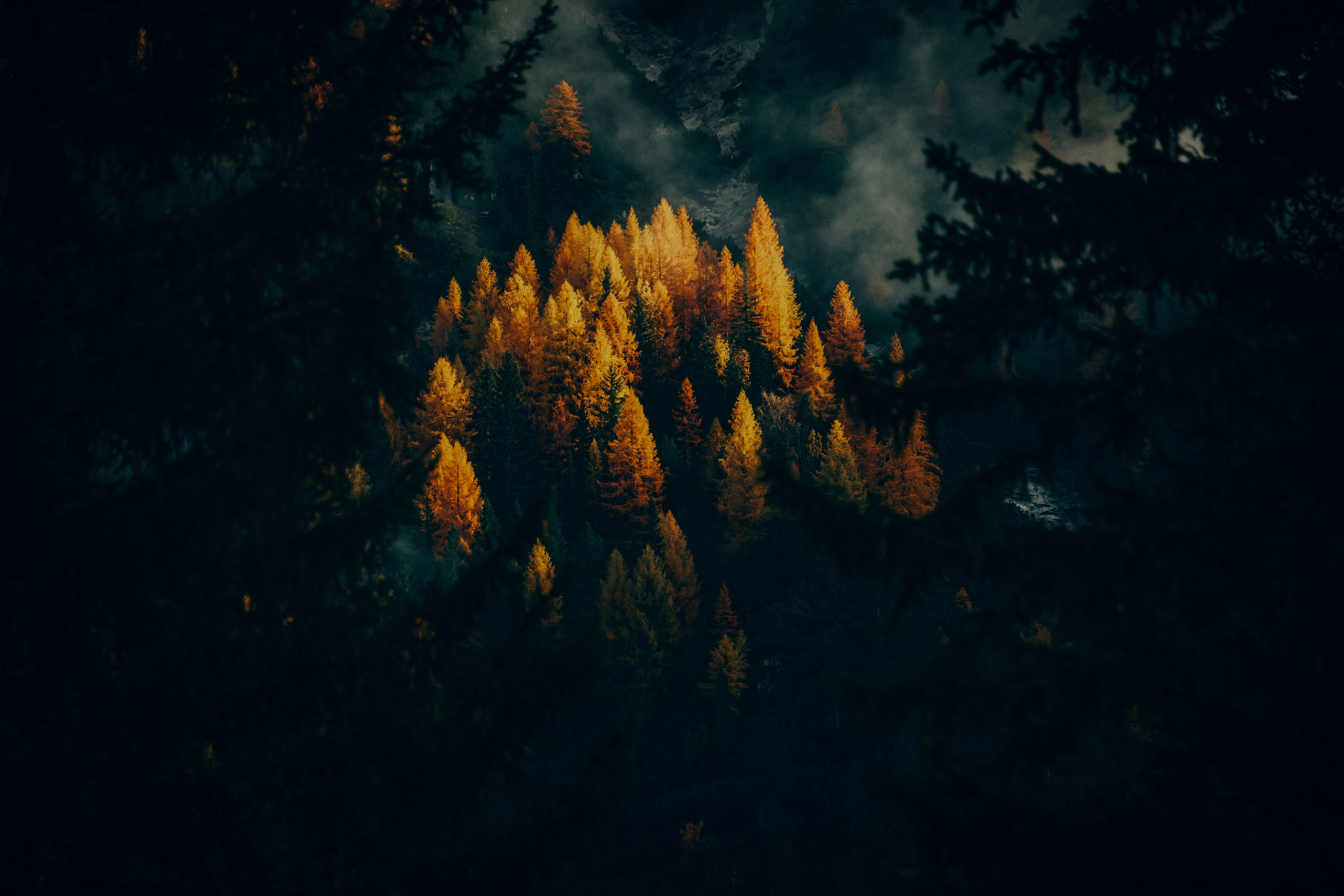 General 5760x3840 nature landscape trees forest low light dark fall mist high contrast Larch