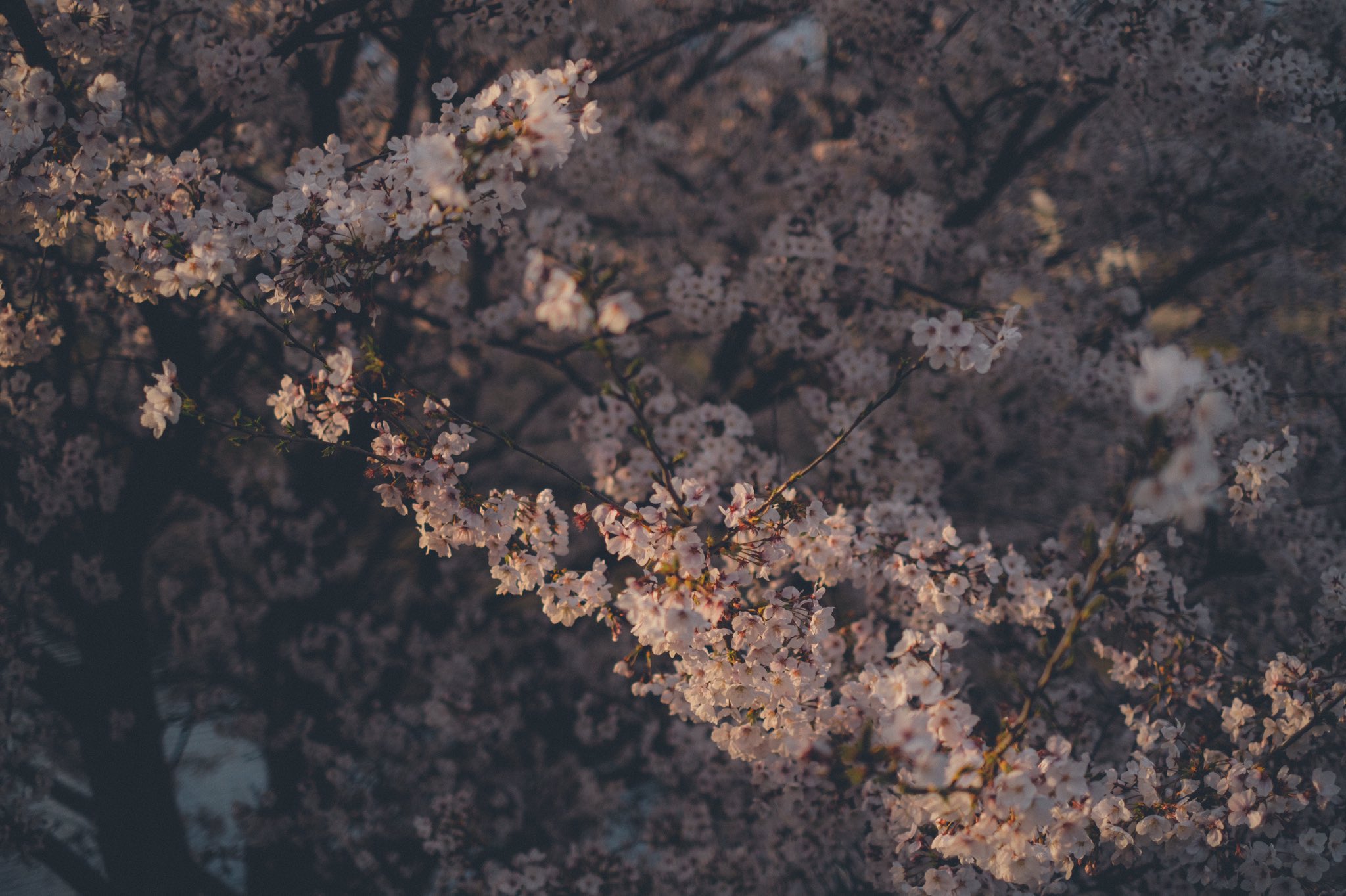 General 2048x1364 cherry blossom nature trees flowers