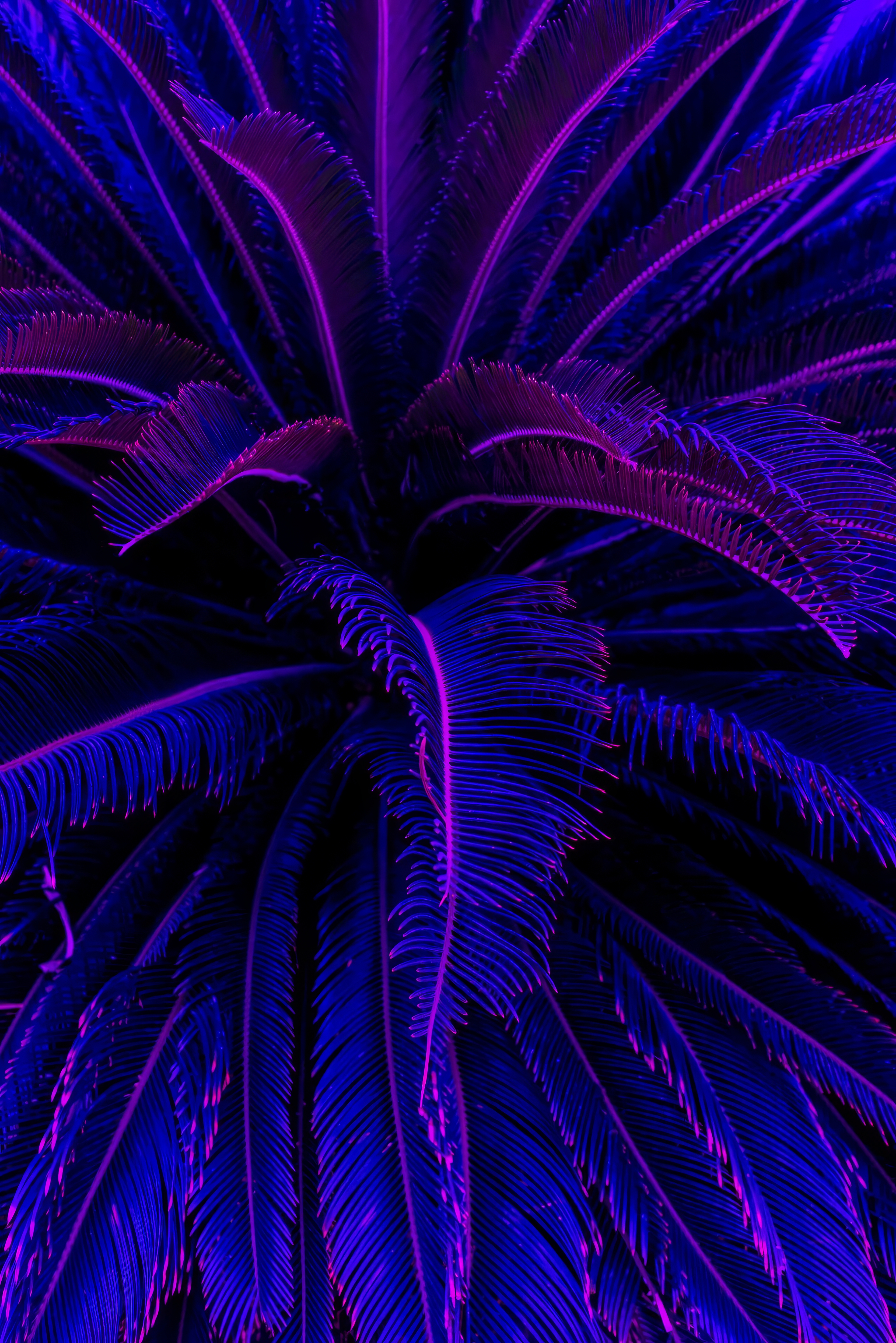 General 3840x5754 ferns blue pink neon bright plants