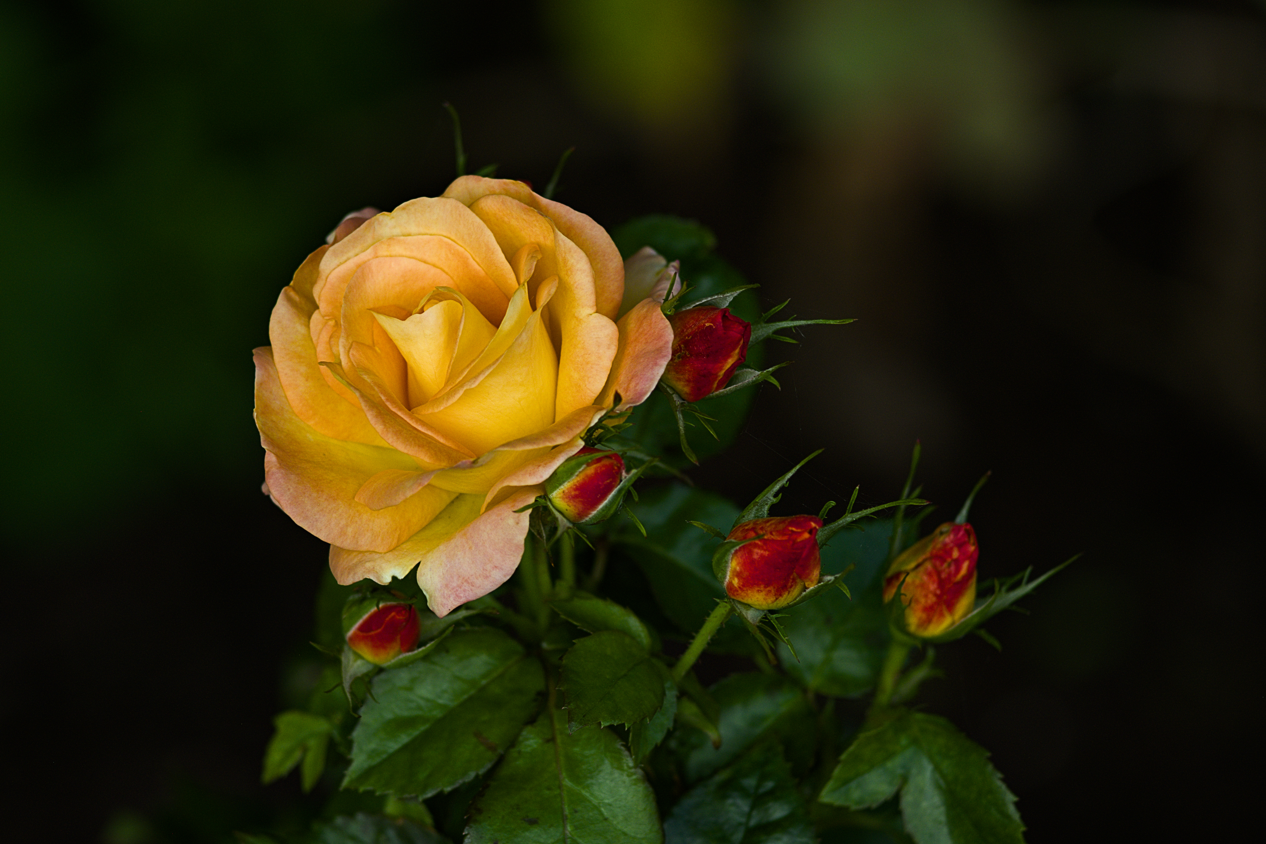 General 5000x3333 flowers nature depth of field blurred yellow red rose wild rose photography plants closeup