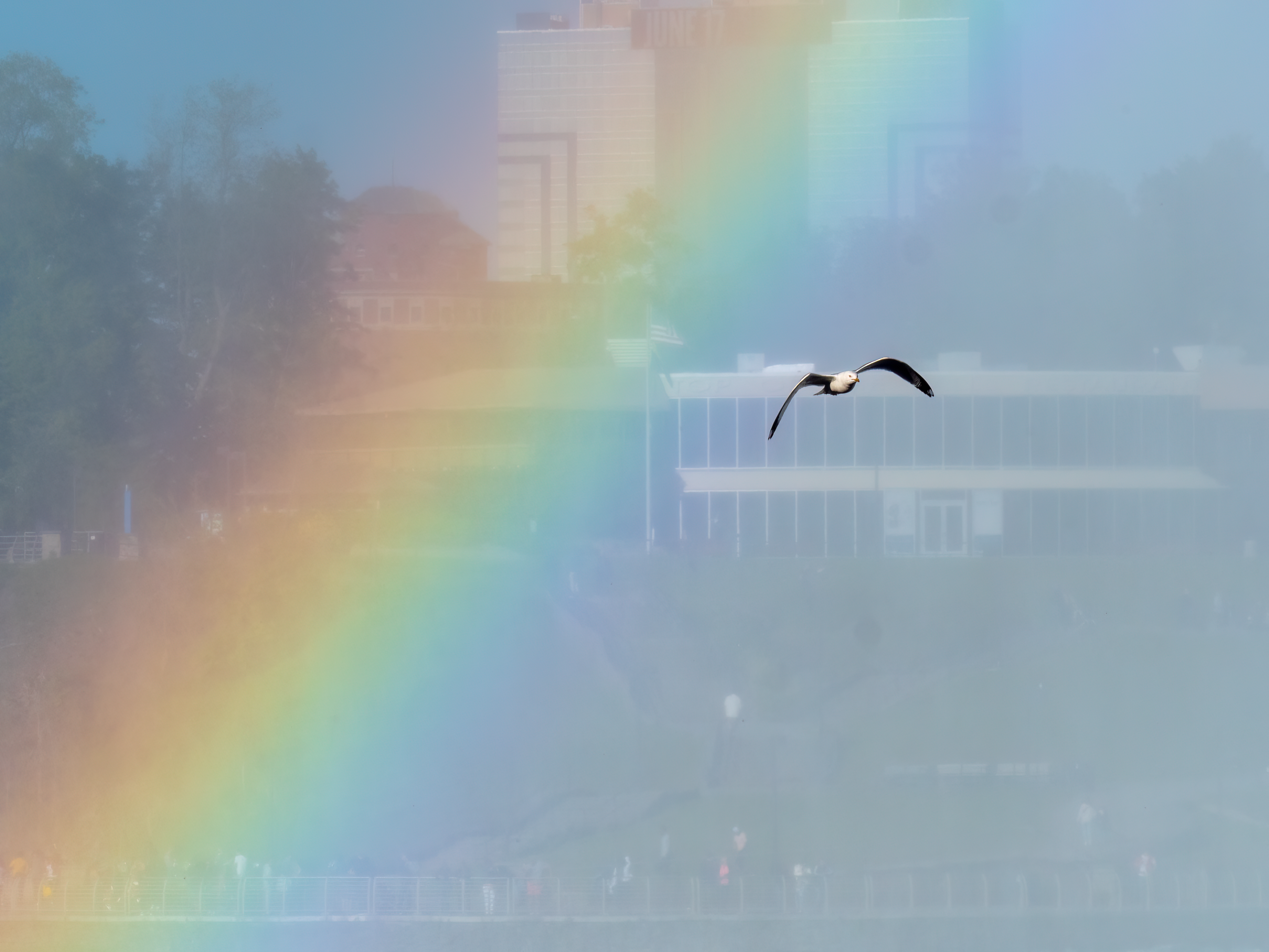 General 4608x3456 sky seagulls nature photography skyscape rainbows animals flying wings birds colorful