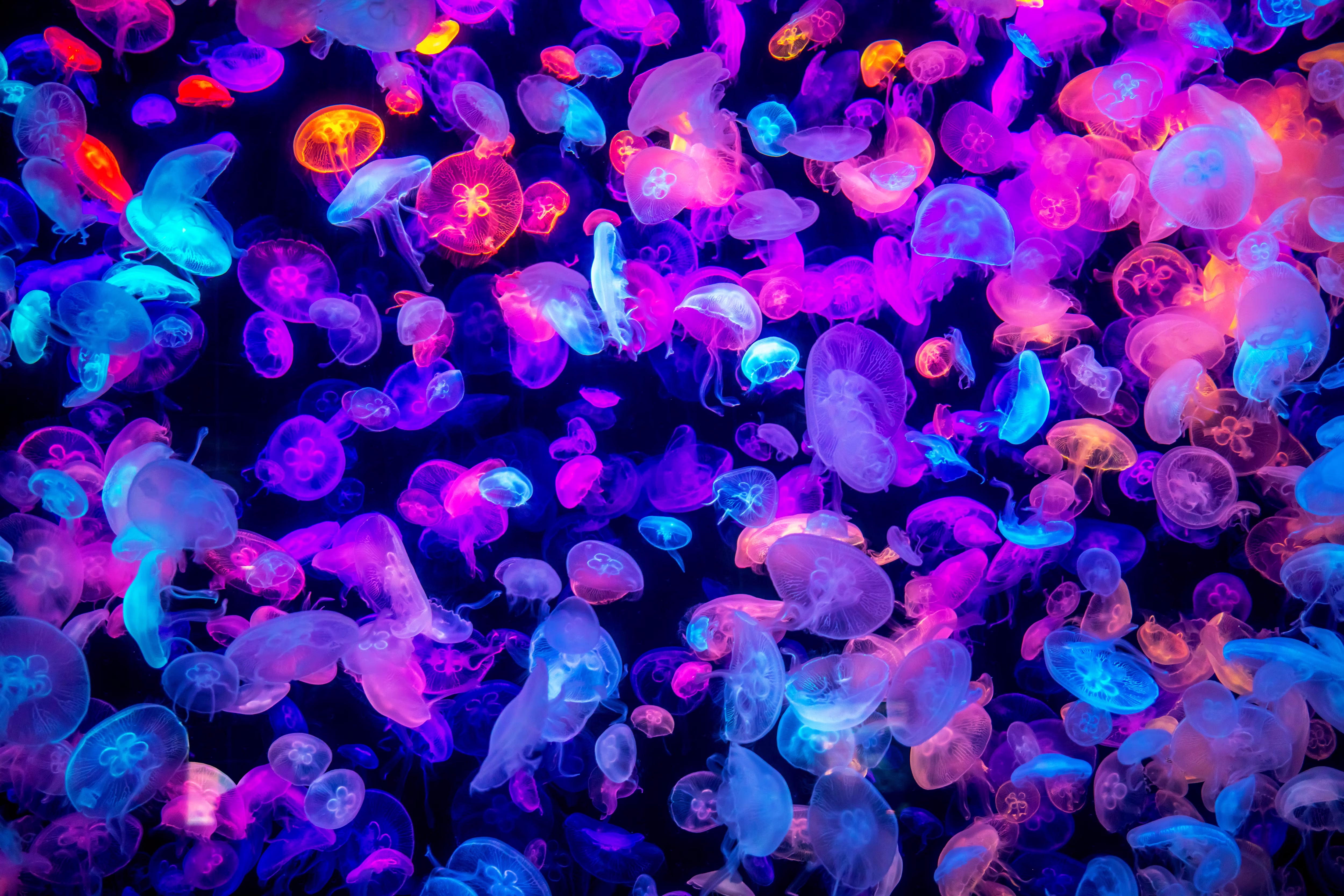 General 5000x3335 jellyfish swarm of jellyfishes colorful underwater glowing pink blue neon orange turquoise