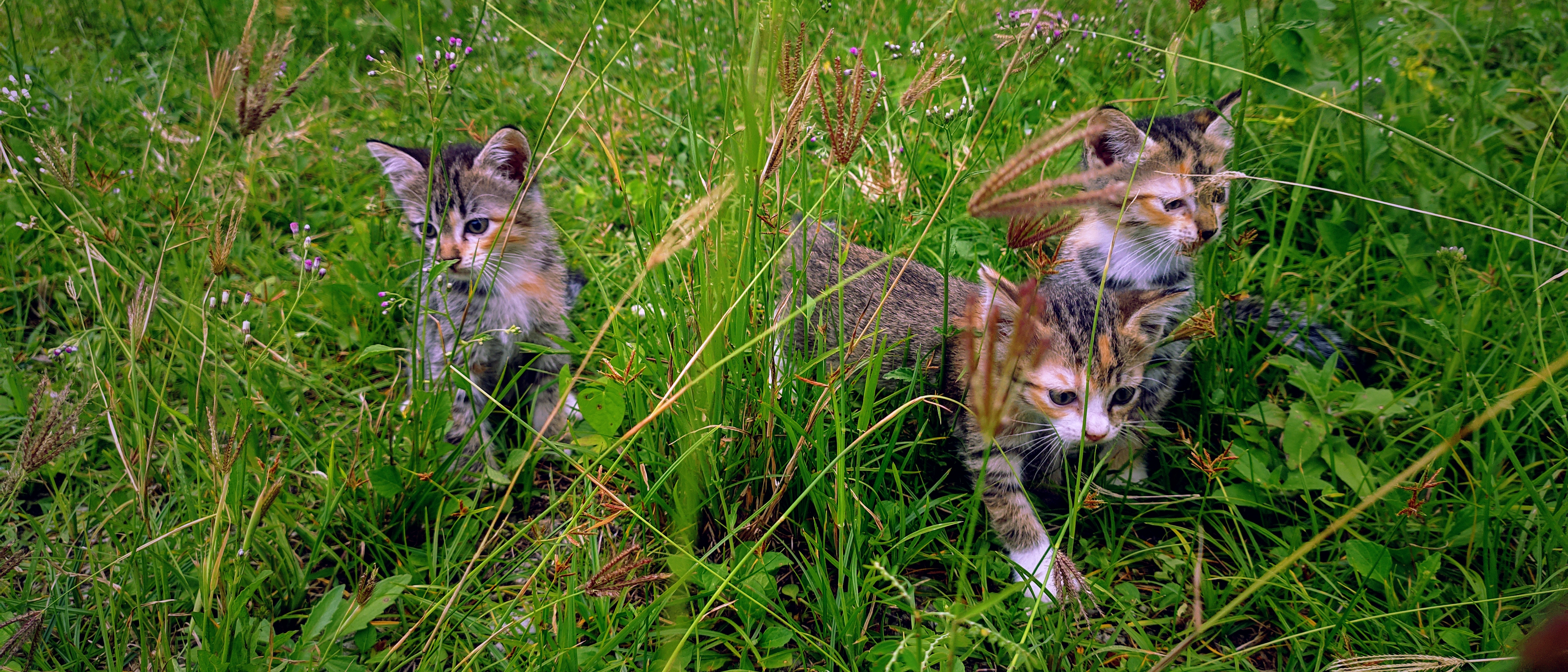 General 4000x1714 green wild cat grass animals cats leaves kittens