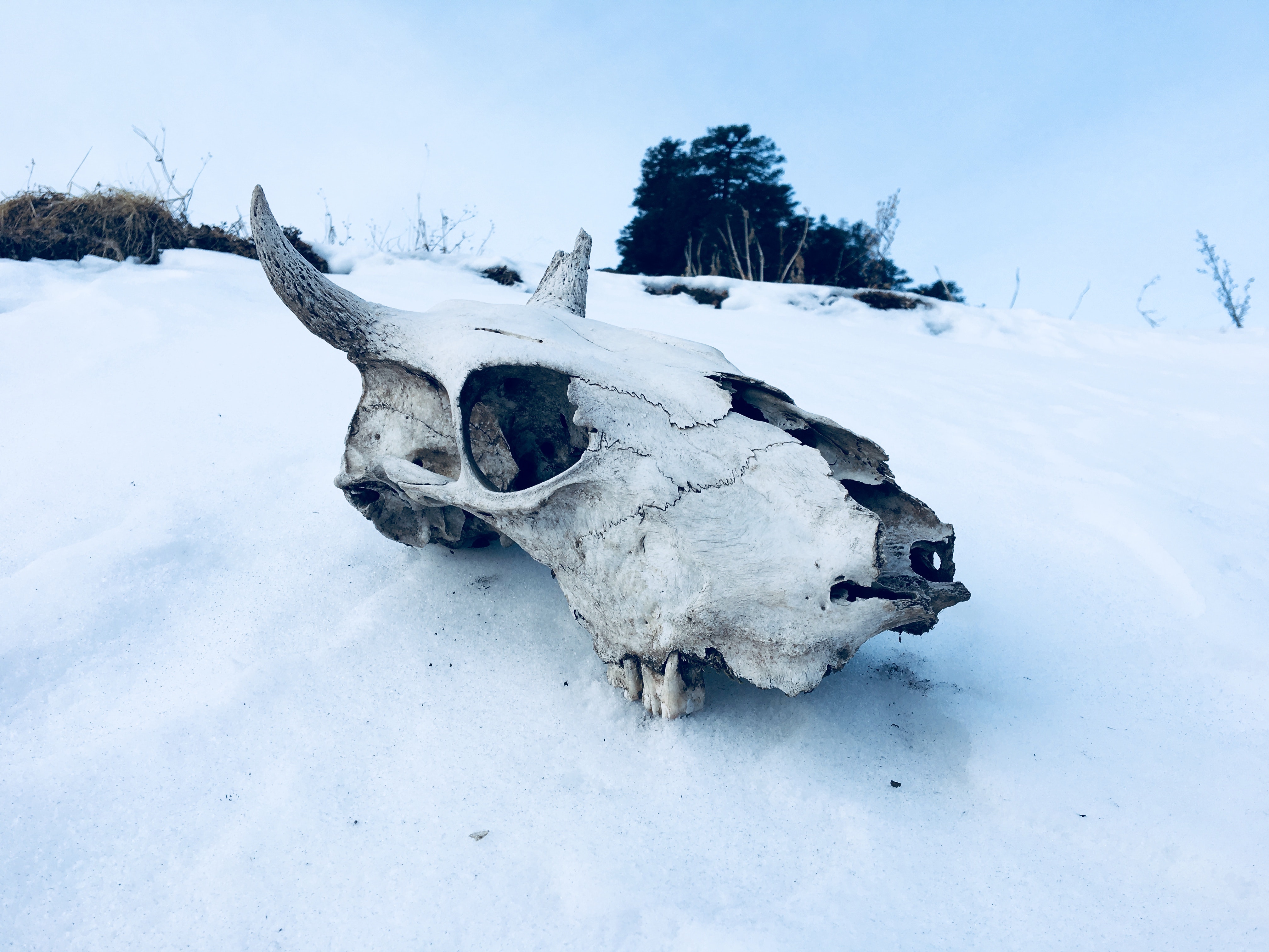General 4032x3024 winter snow bones nature skull