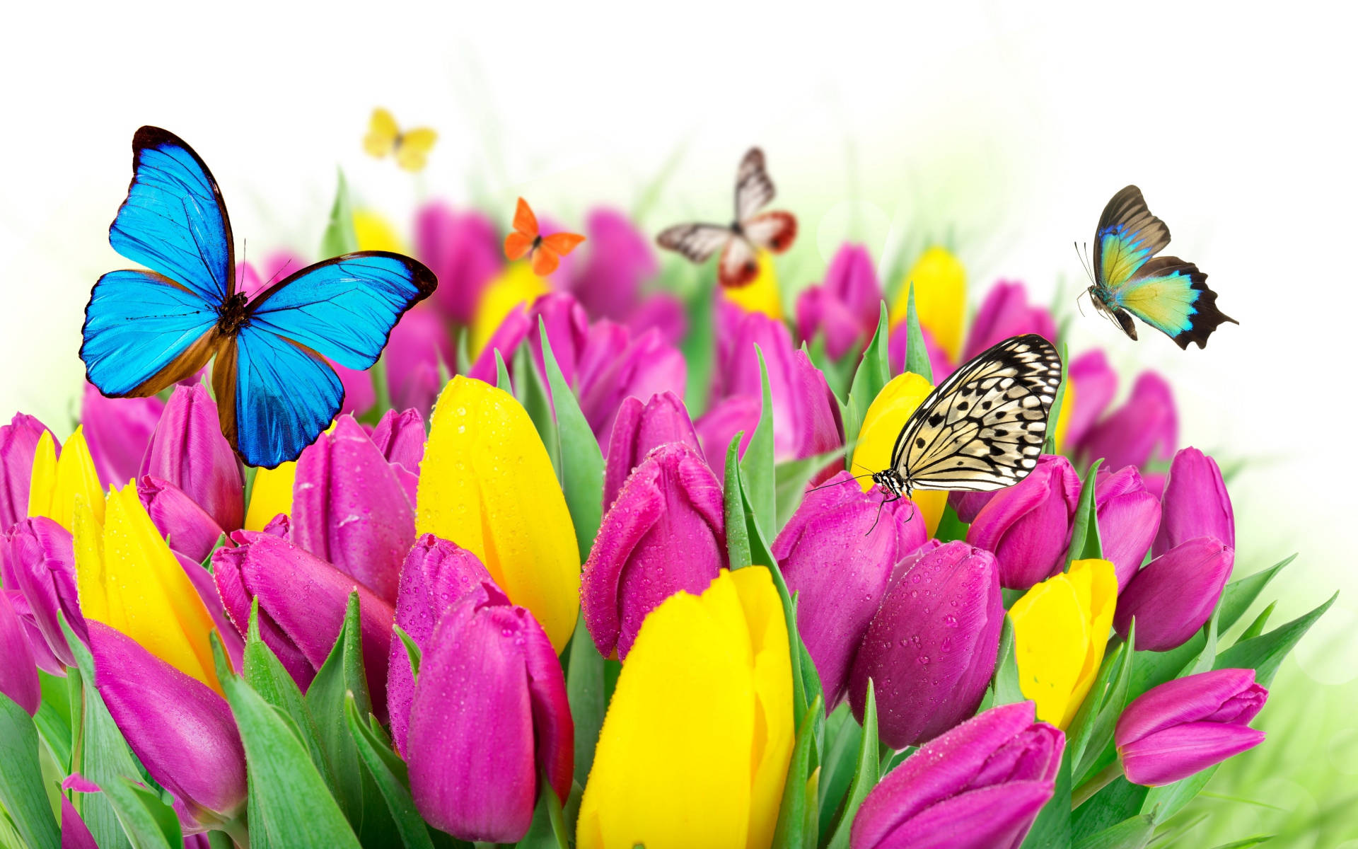 General 1920x1200 flowers colorful butterfly tulips macro insect