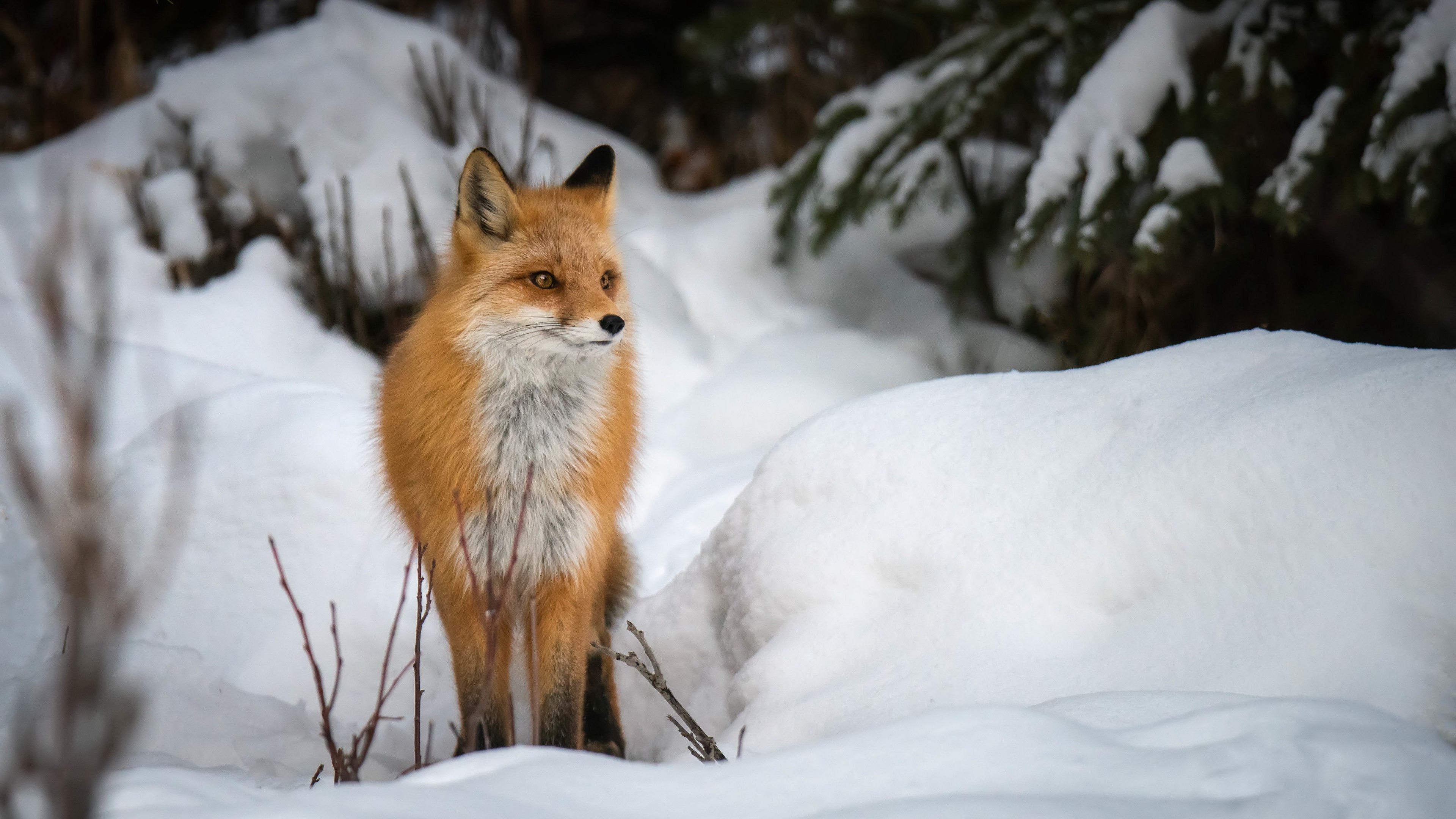 General 3840x2160 fox snow winter animals mammals nature