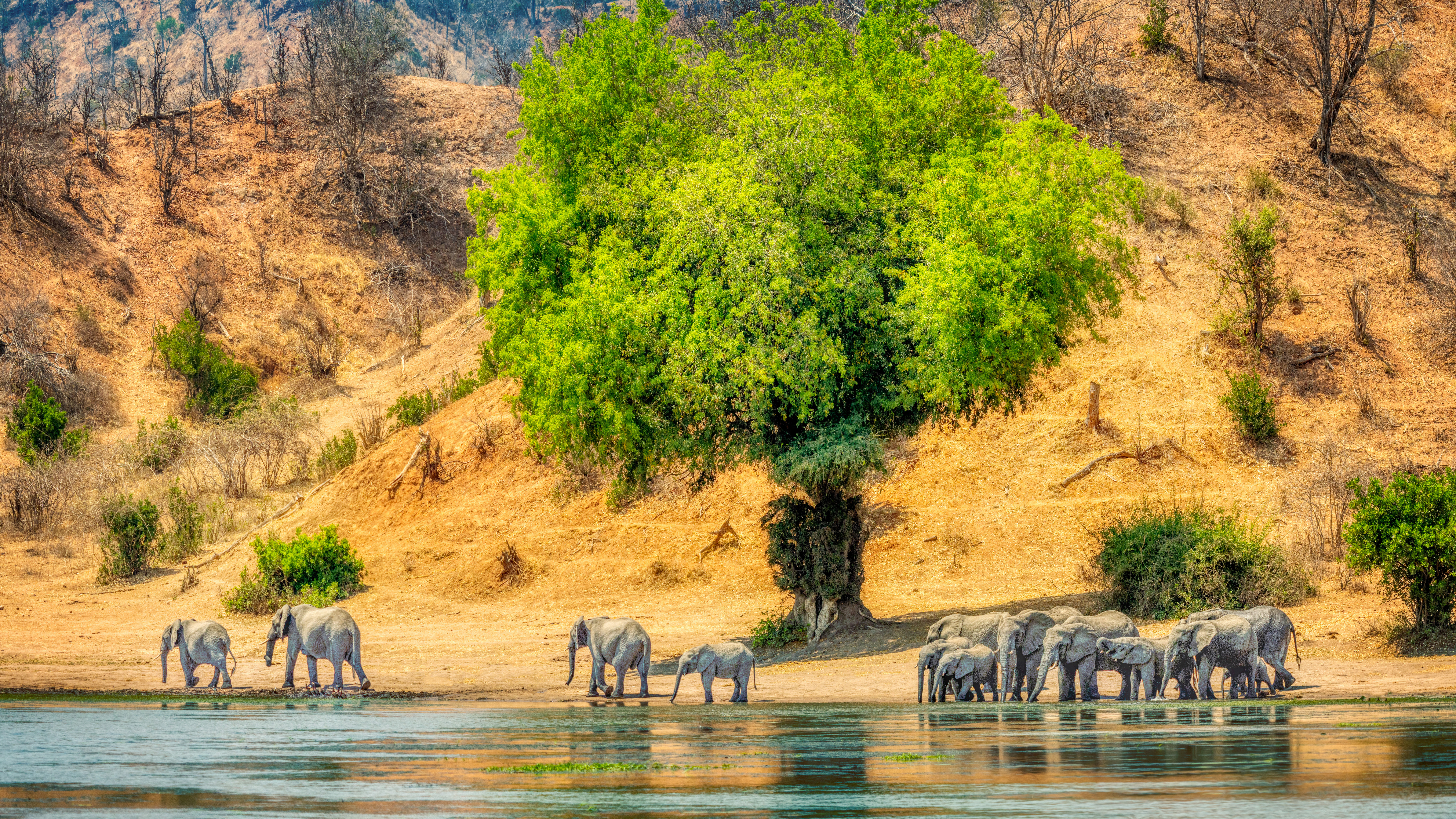 General 7680x4320 Trey Ratcliff elephant animals water trees Africa Zimbabwe Chilo Gorge Lodge