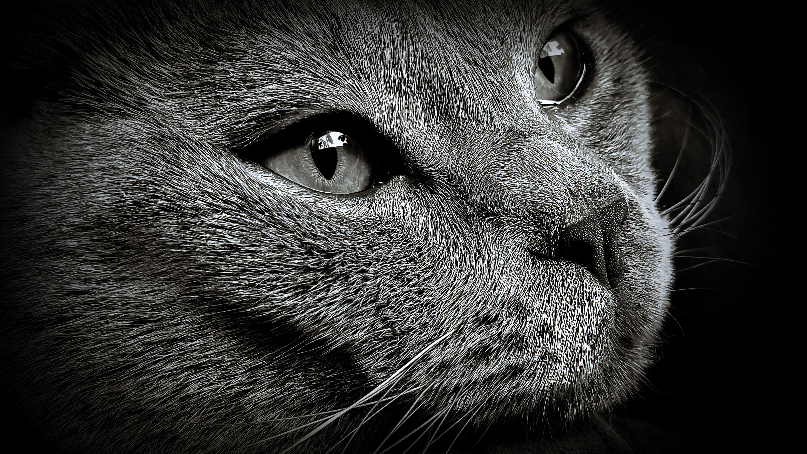 General 3226x1815 closeup photography animals nature macro monochrome cats mammals cat eyes whiskers