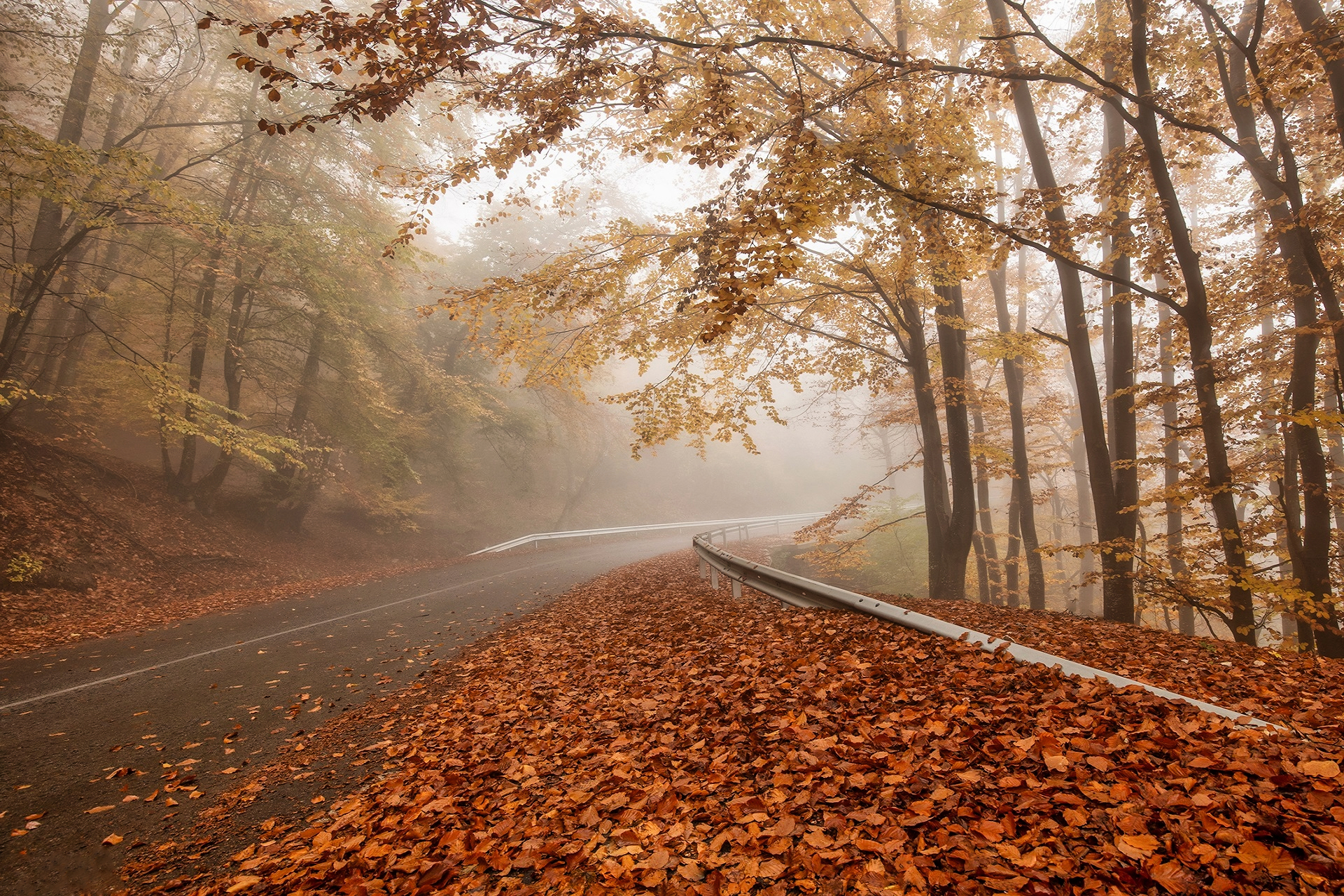 General 1920x1280 leaves fall nature mist overcast trees road photography landscape