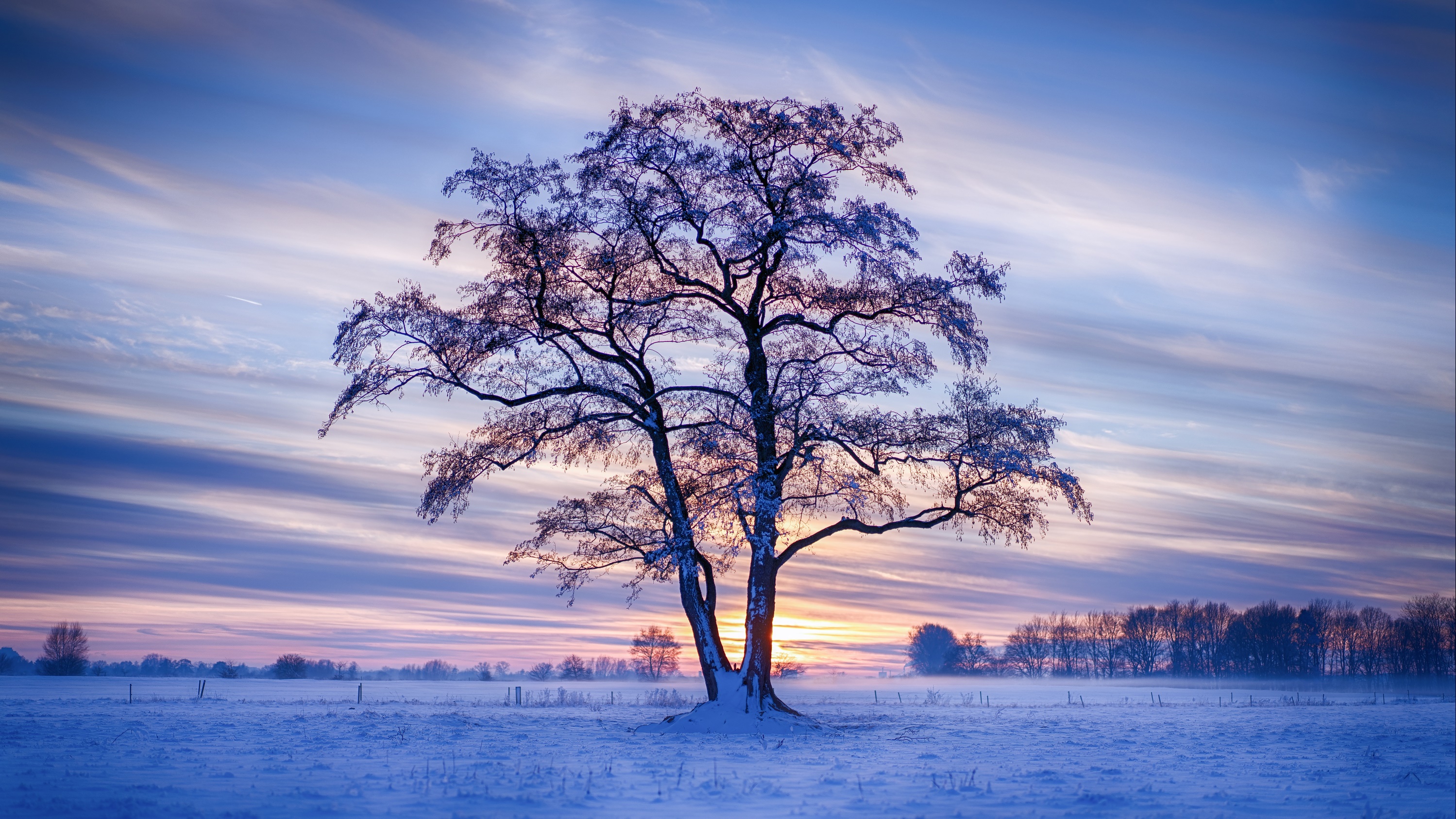 General 2998x1686 outdoors landscape field trees cold ice snow winter sunlight frost nature