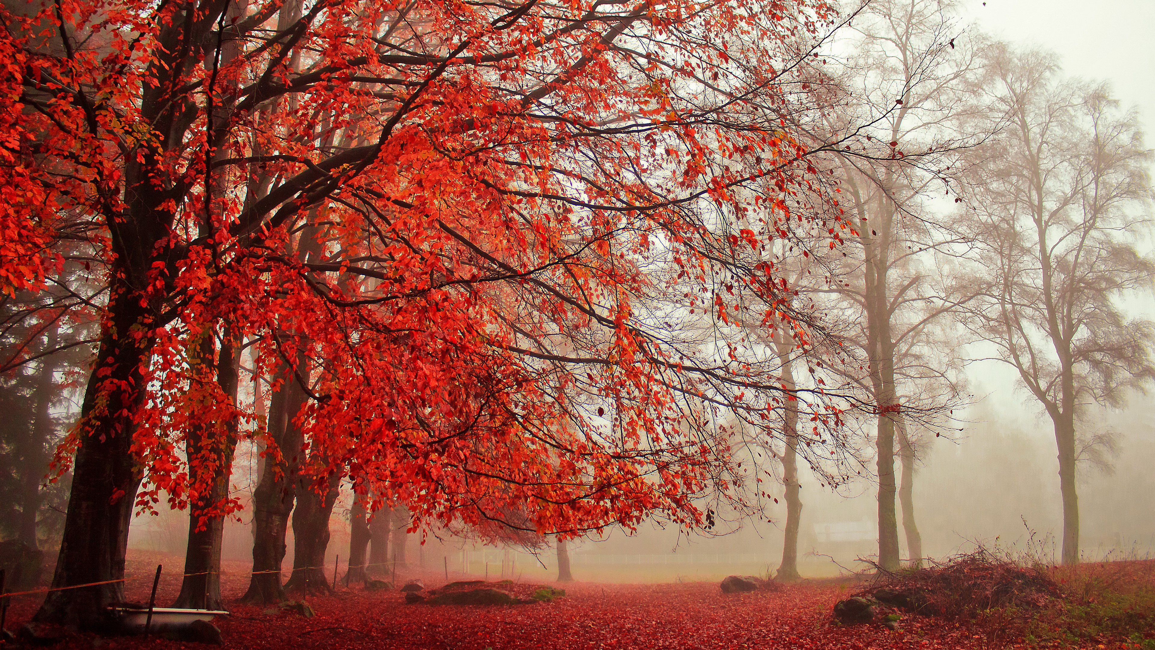 General 3840x2160 fall outdoors trees fallen leaves