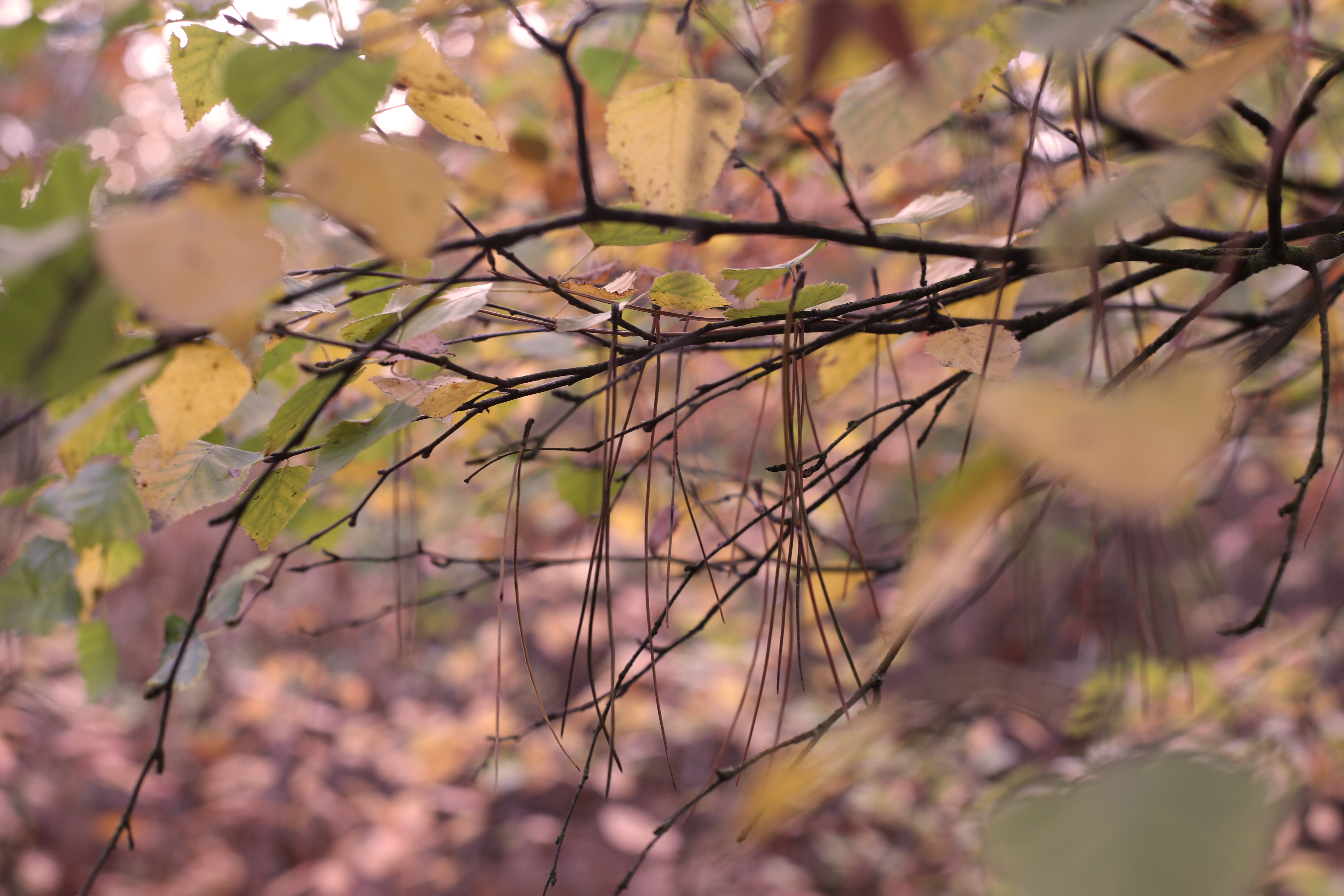 General 5760x3840 nature leaves forest spring closeup twigs
