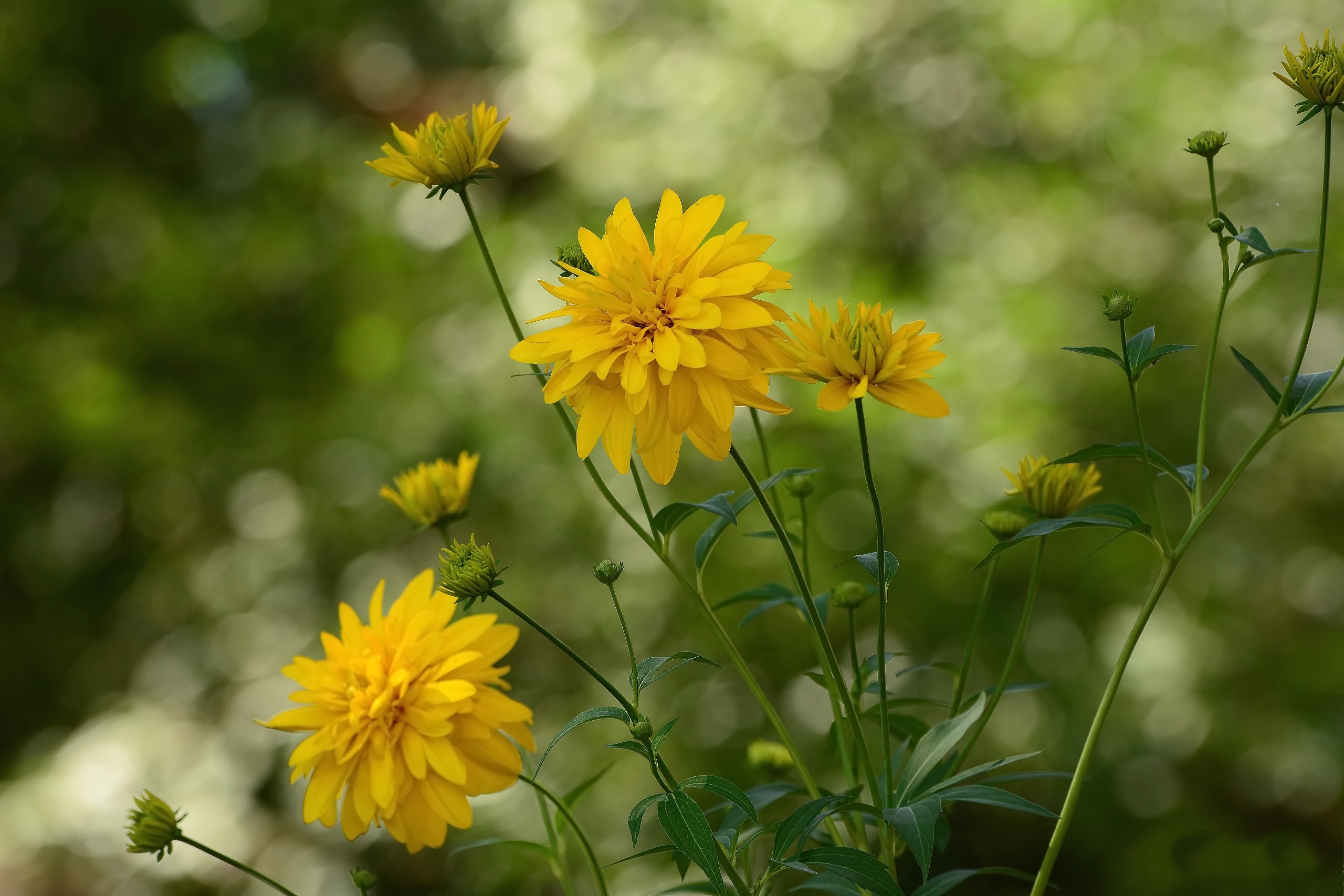 General 2560x1707 flowers plants yellow flowers outdoors