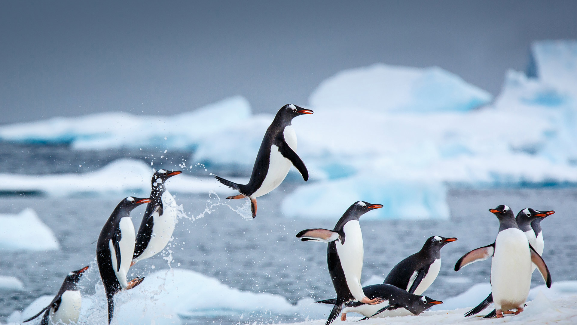 General 1920x1080 animals penguins Linux ice nature birds antarctic