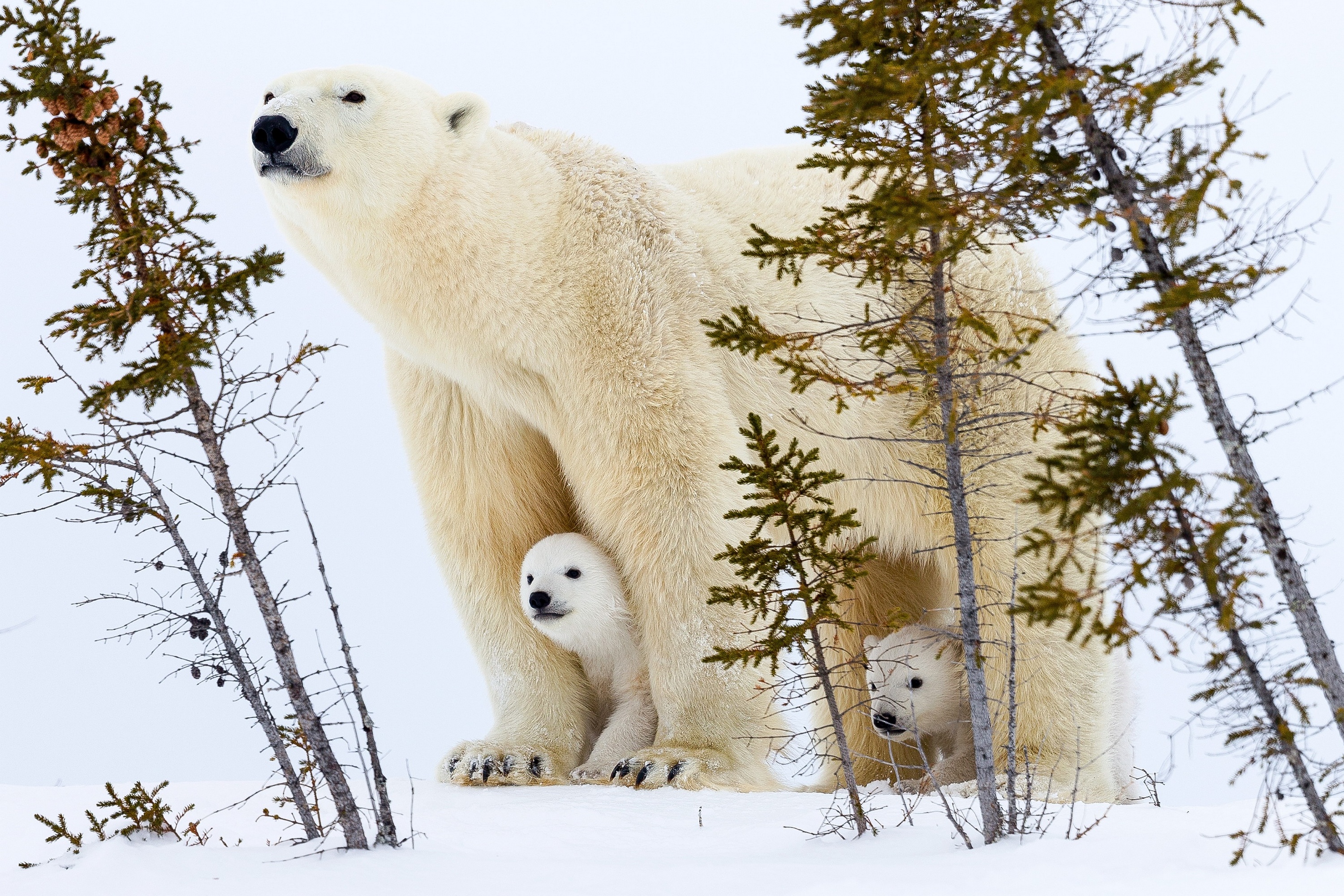 General 3000x2000 polar bears cub snow winter nature animals mammals