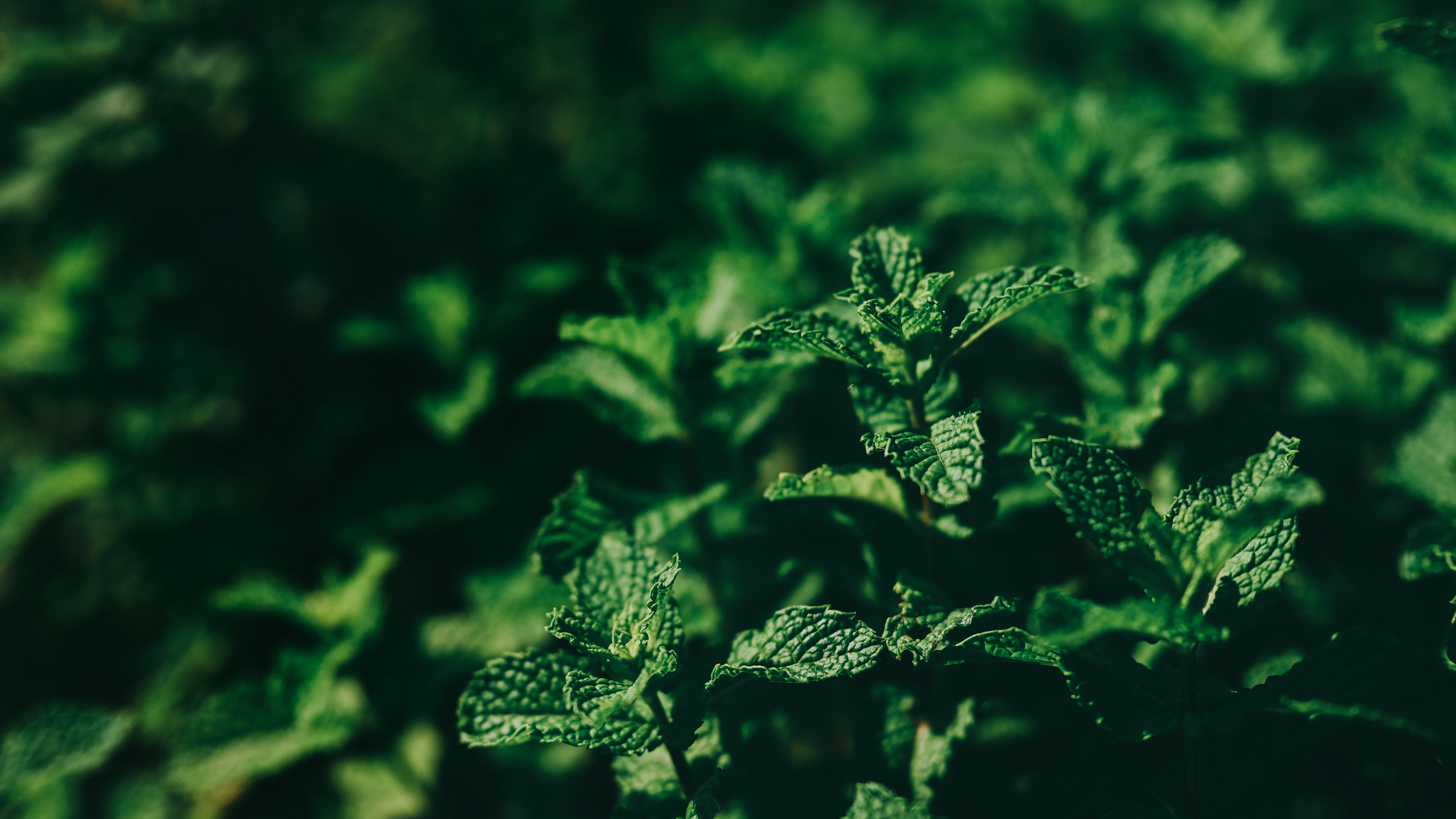 General 6016x3384 nature leaves plants mint leaves photography outdoors summer 50mm Jonathan Curry