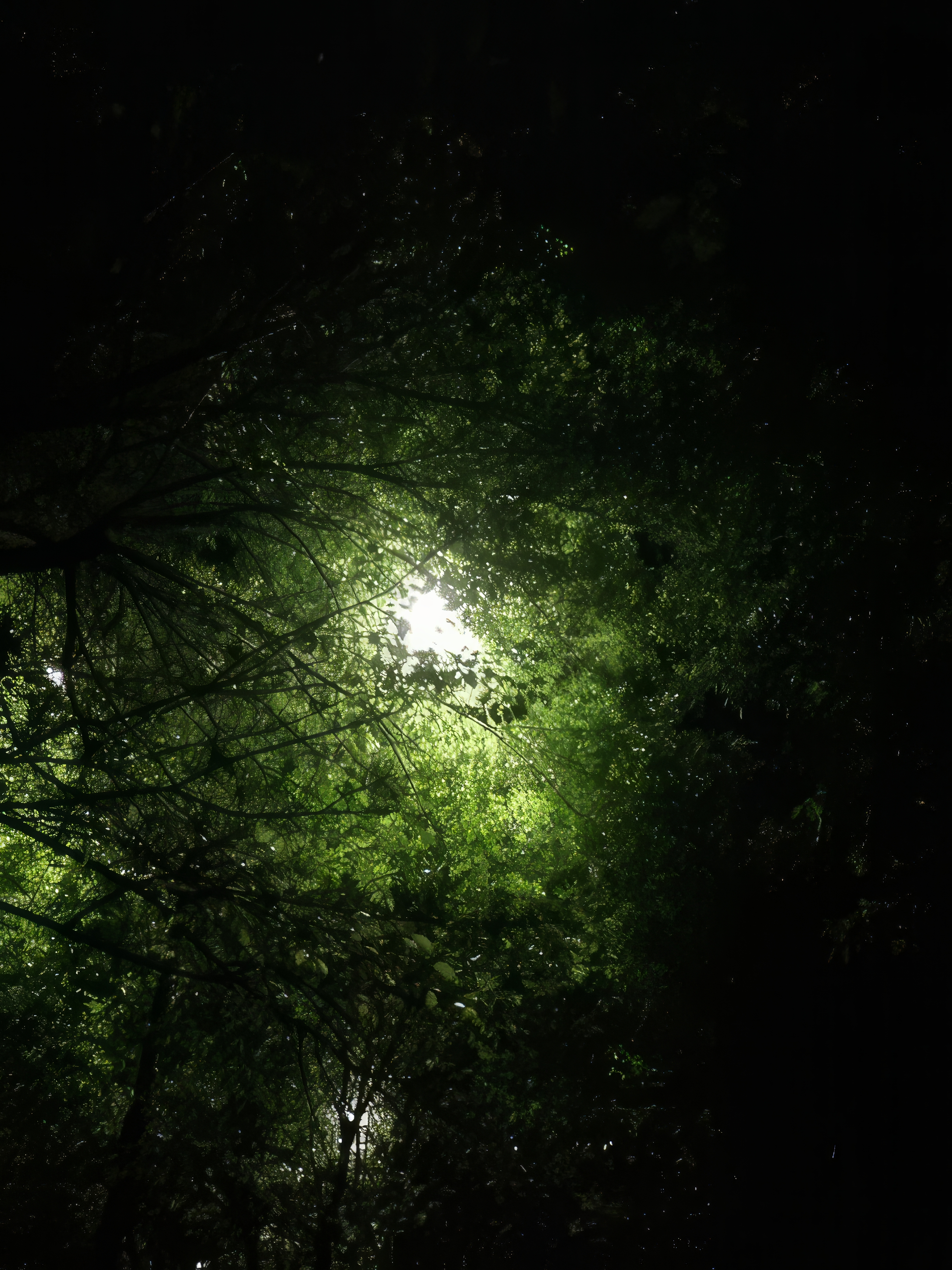 General 2718x3624 nature lights trees leaves