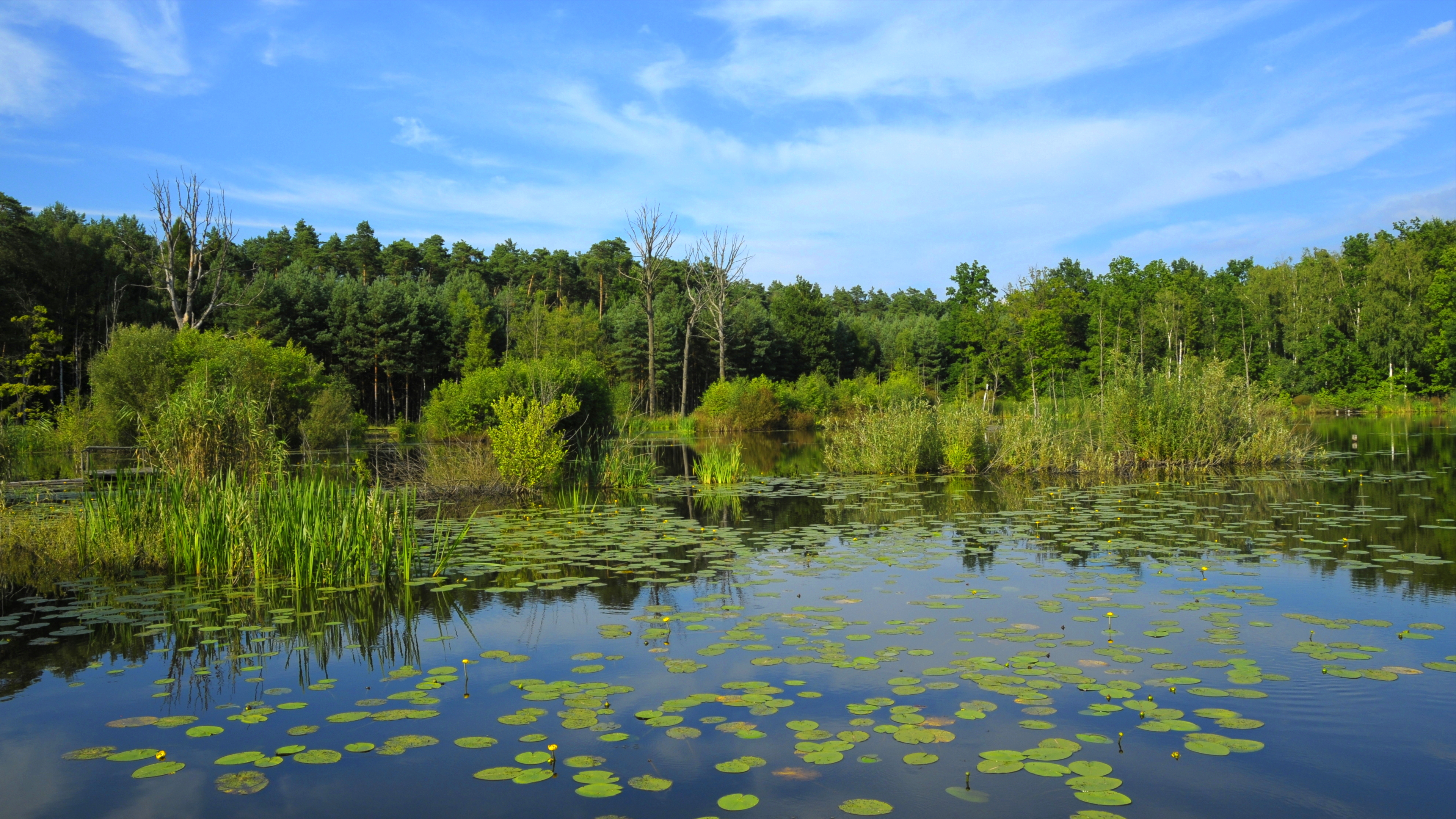 General 3840x2160 arboretum landscape forest Poland lake pine trees nature duckweed grass water reflection sky clouds trees water lilies