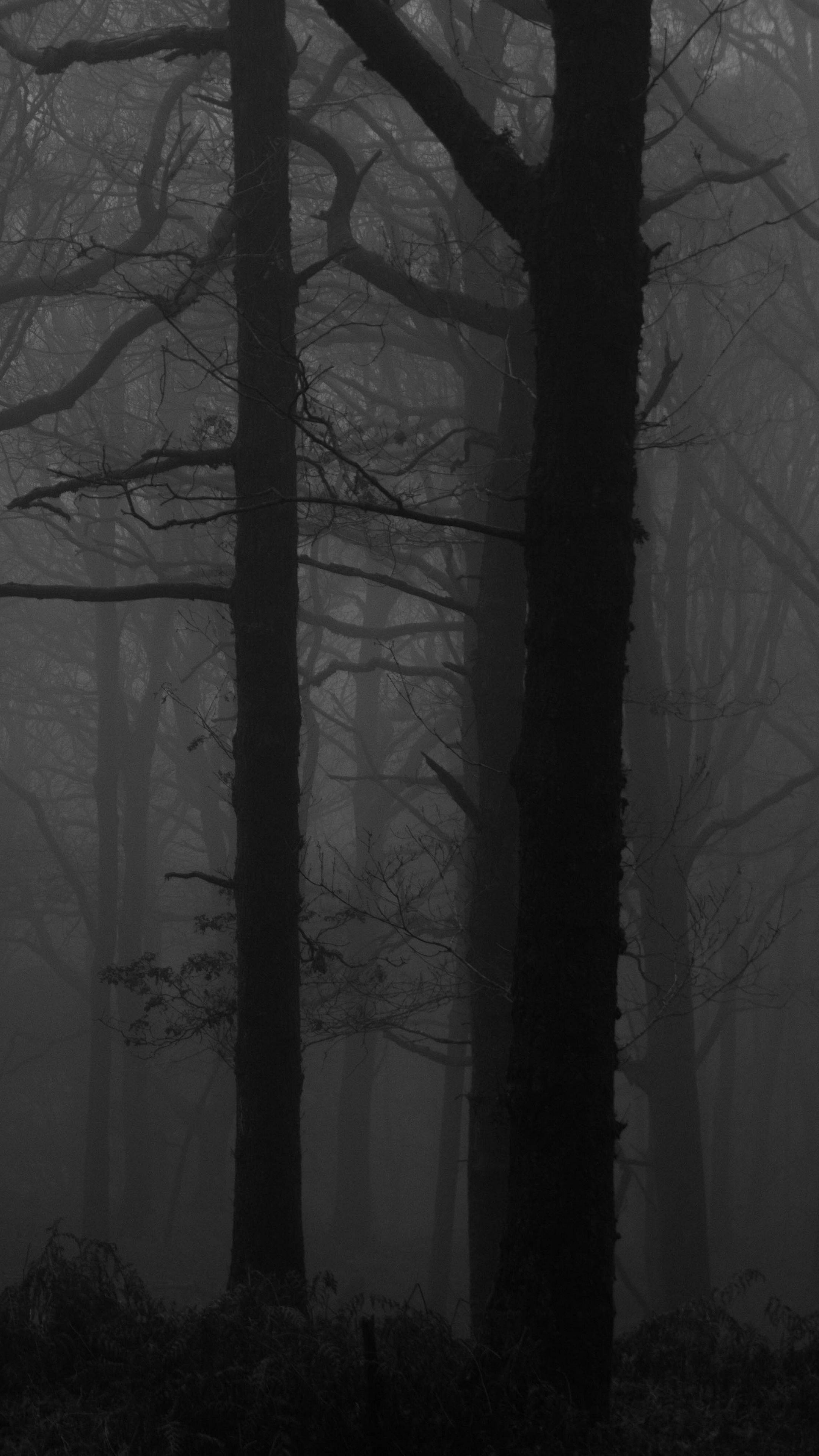 General 2160x3840 calm monochrome trees forest nature landscape
