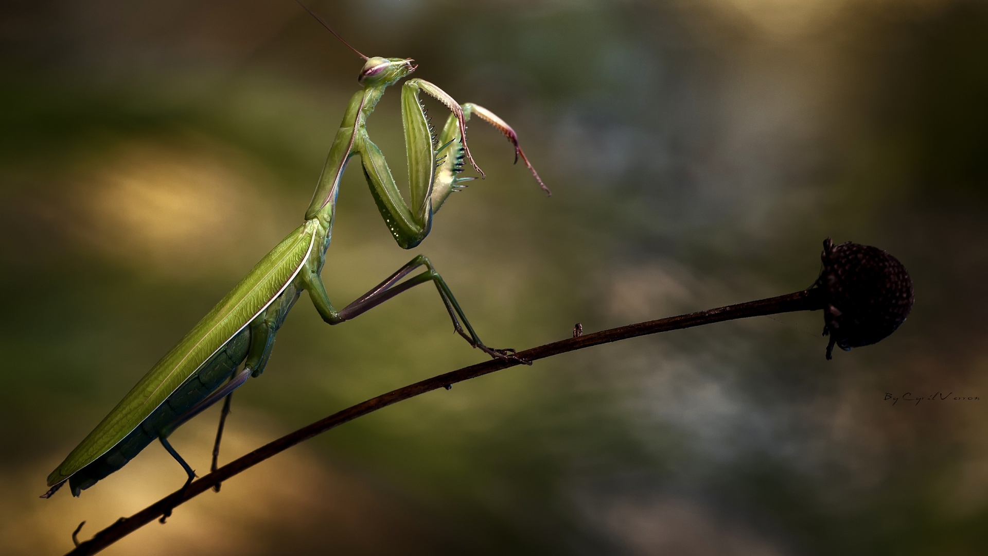 General 1920x1080 colorful photography insect nature closeup Praying Mantis blurred blurry background simple background minimalism