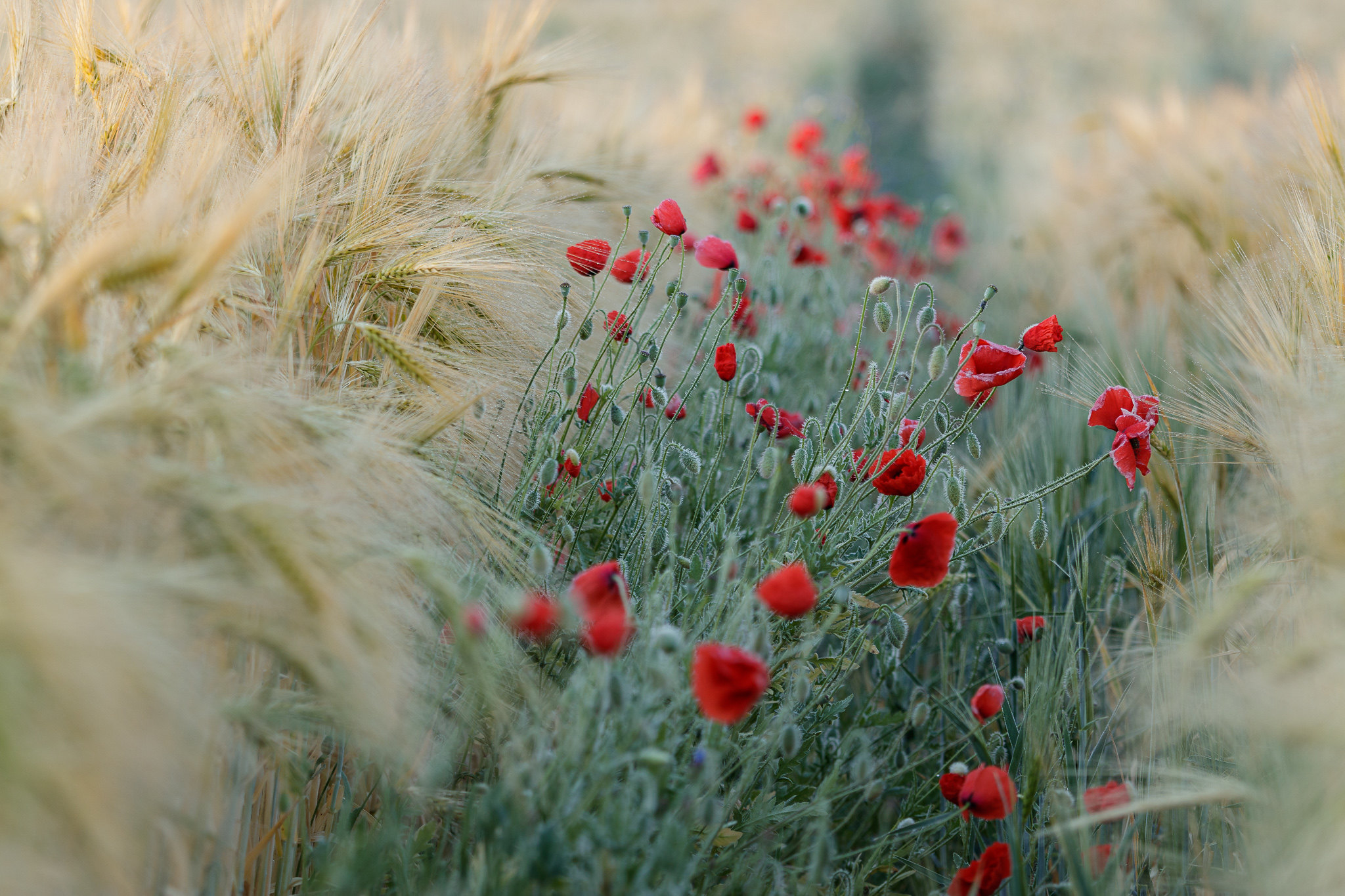 General 2048x1365 photography field poppies flowers nature
