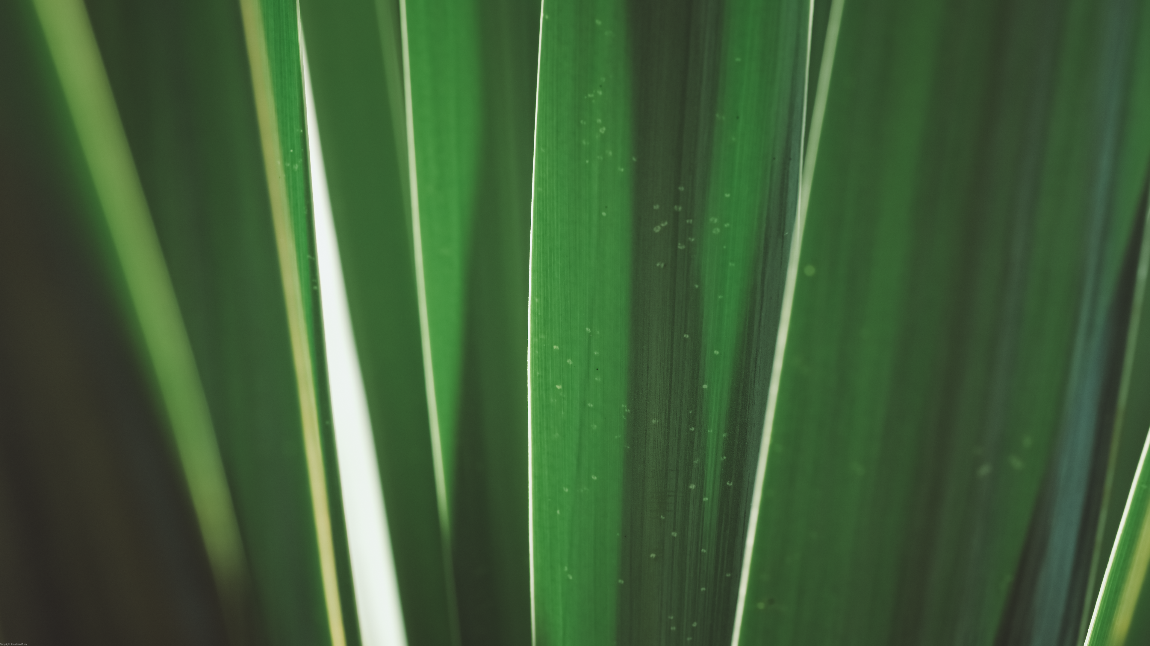 General 3840x2160 plants photography Jonathan Curry outdoors yucca nature leaves closeup minimalism watermarked