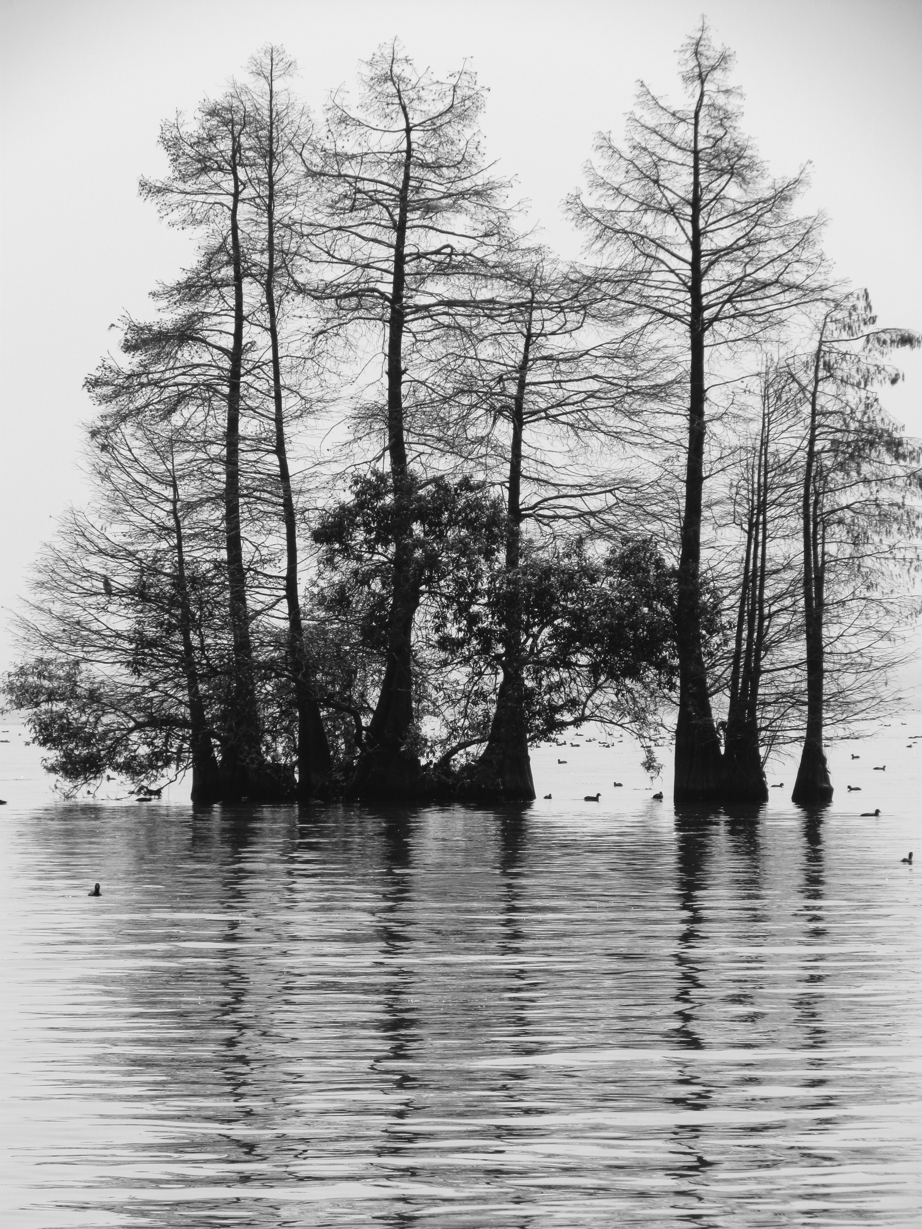 General 3000x4000 silhouette low saturation trees water reflection portrait display monochrome