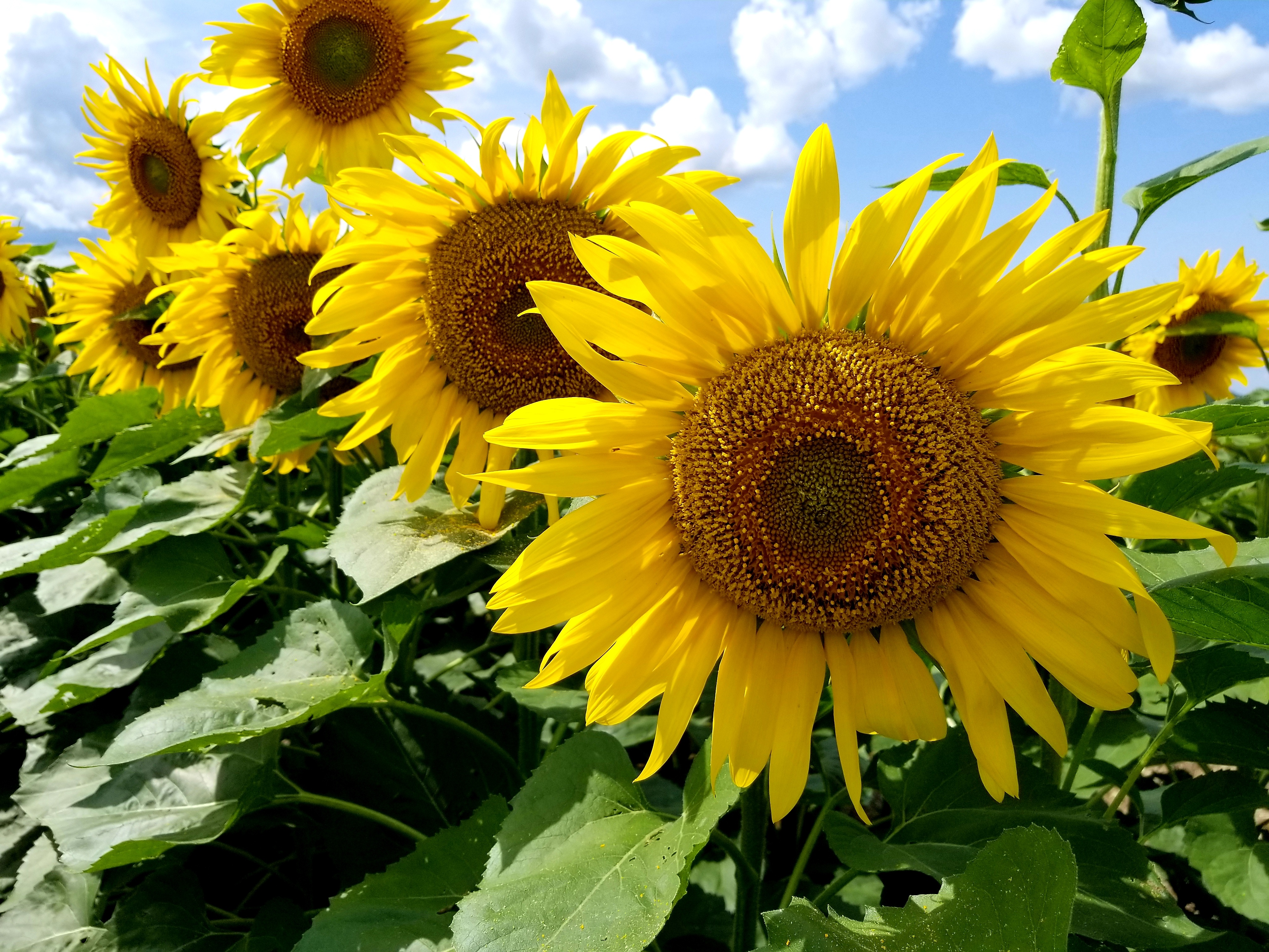 General 4032x3024 sunflowers nature flowers plants clouds
