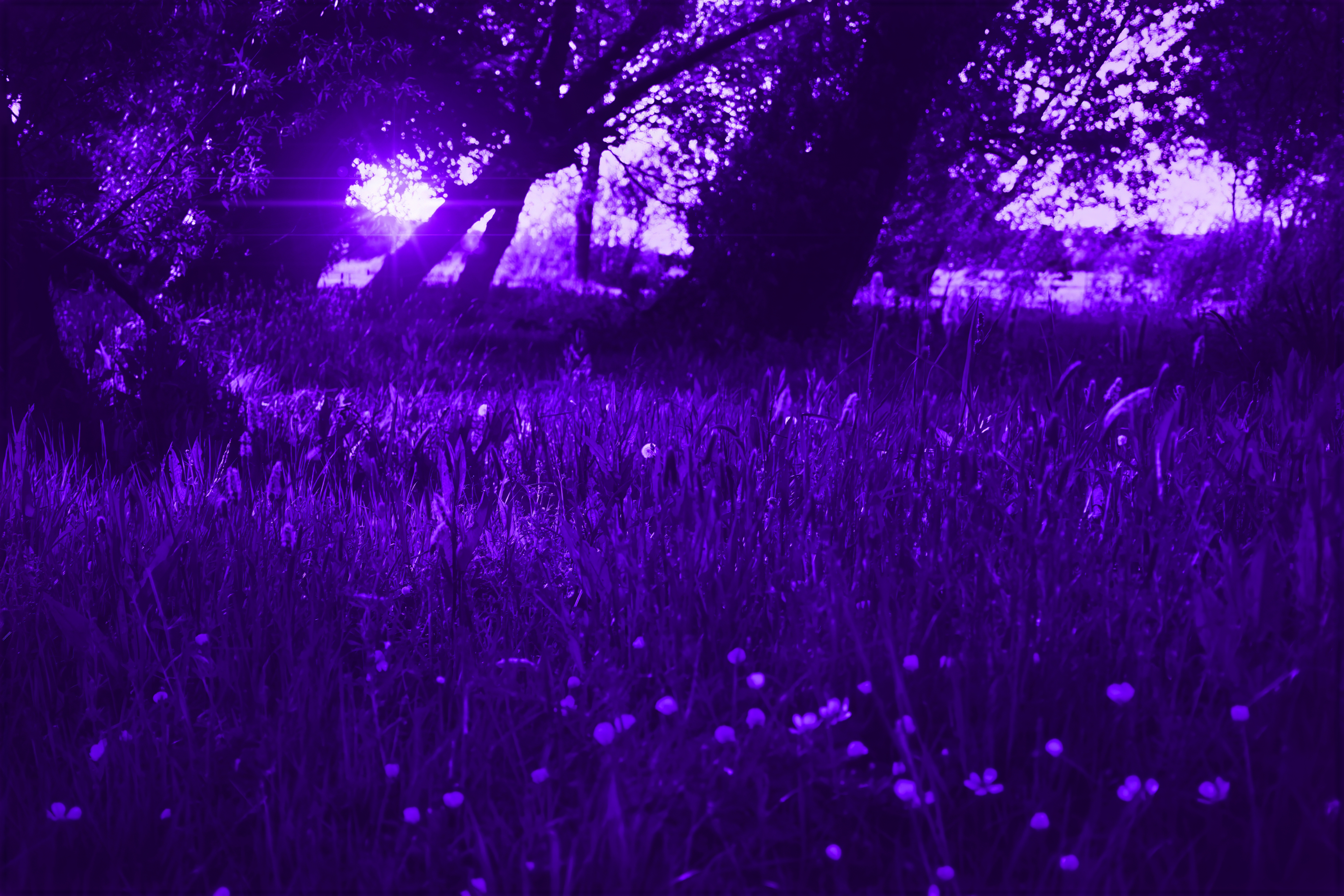 General 6000x4000 trees nature forest night surreal purple shining grass
