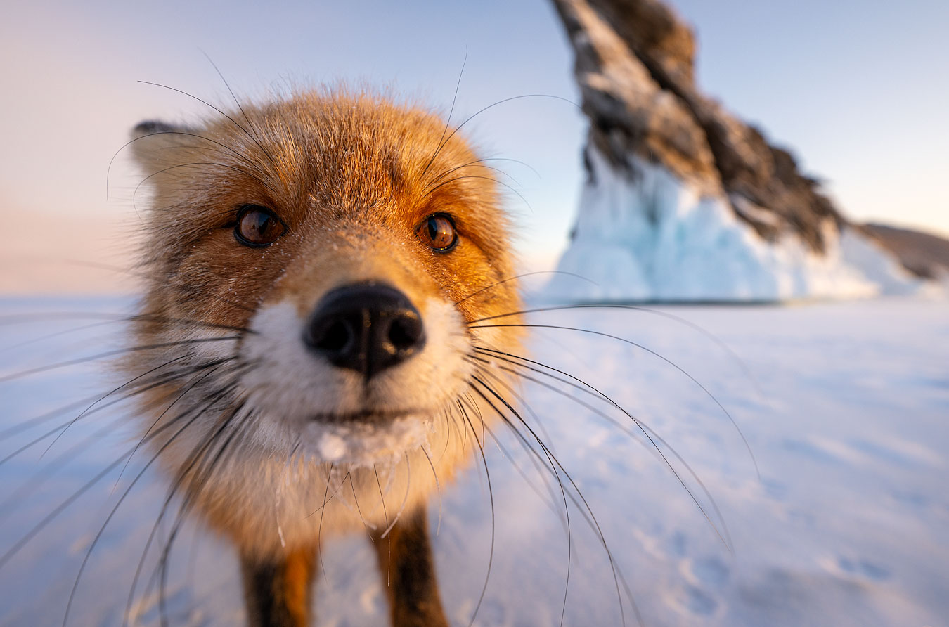 General 1350x892 Evgeny Bushkov animals fox closeup whiskers snow mammals nose winter outdoors nature