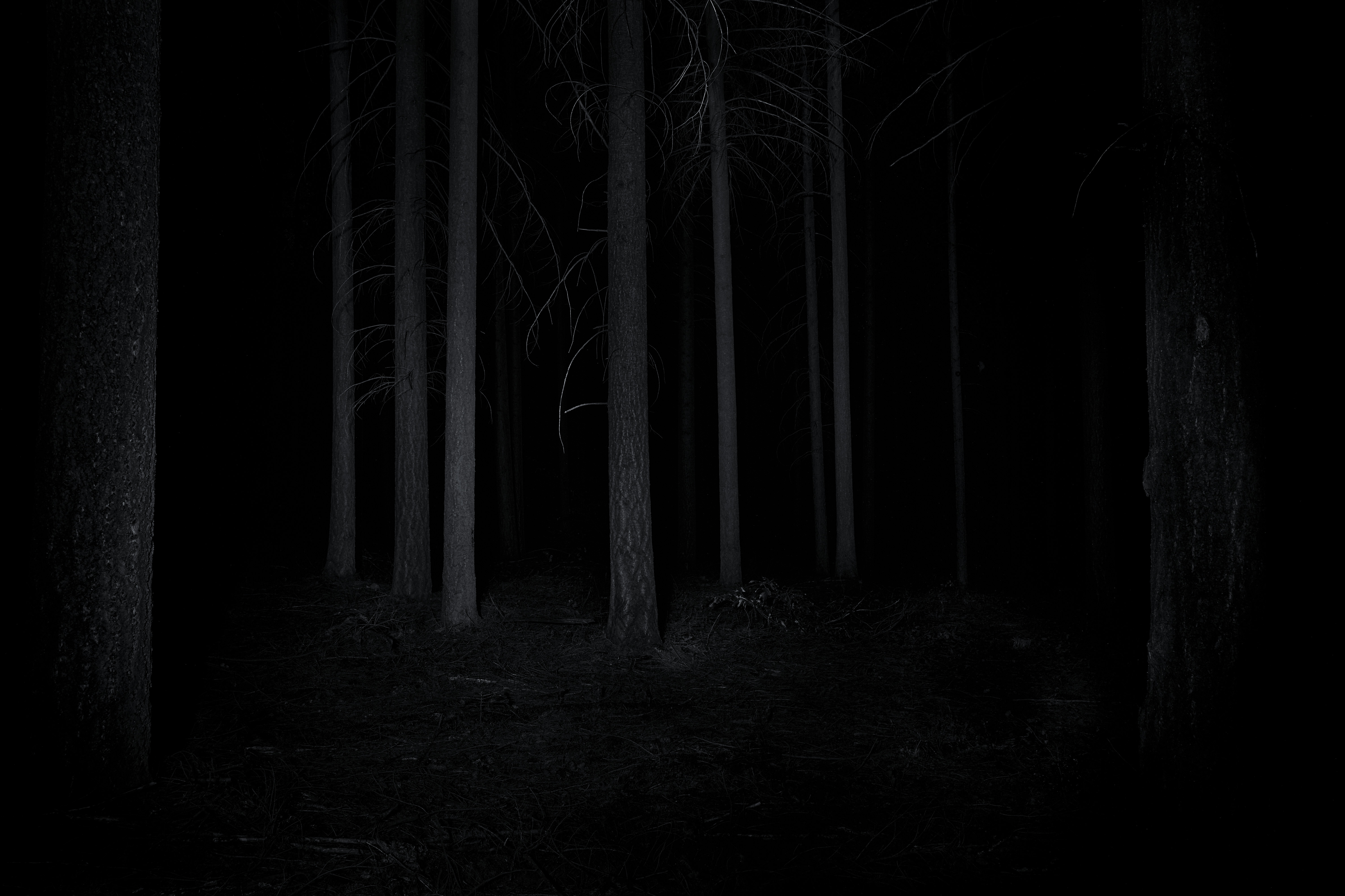 General 6000x4000 dark nature forest night trees monochrome creepy