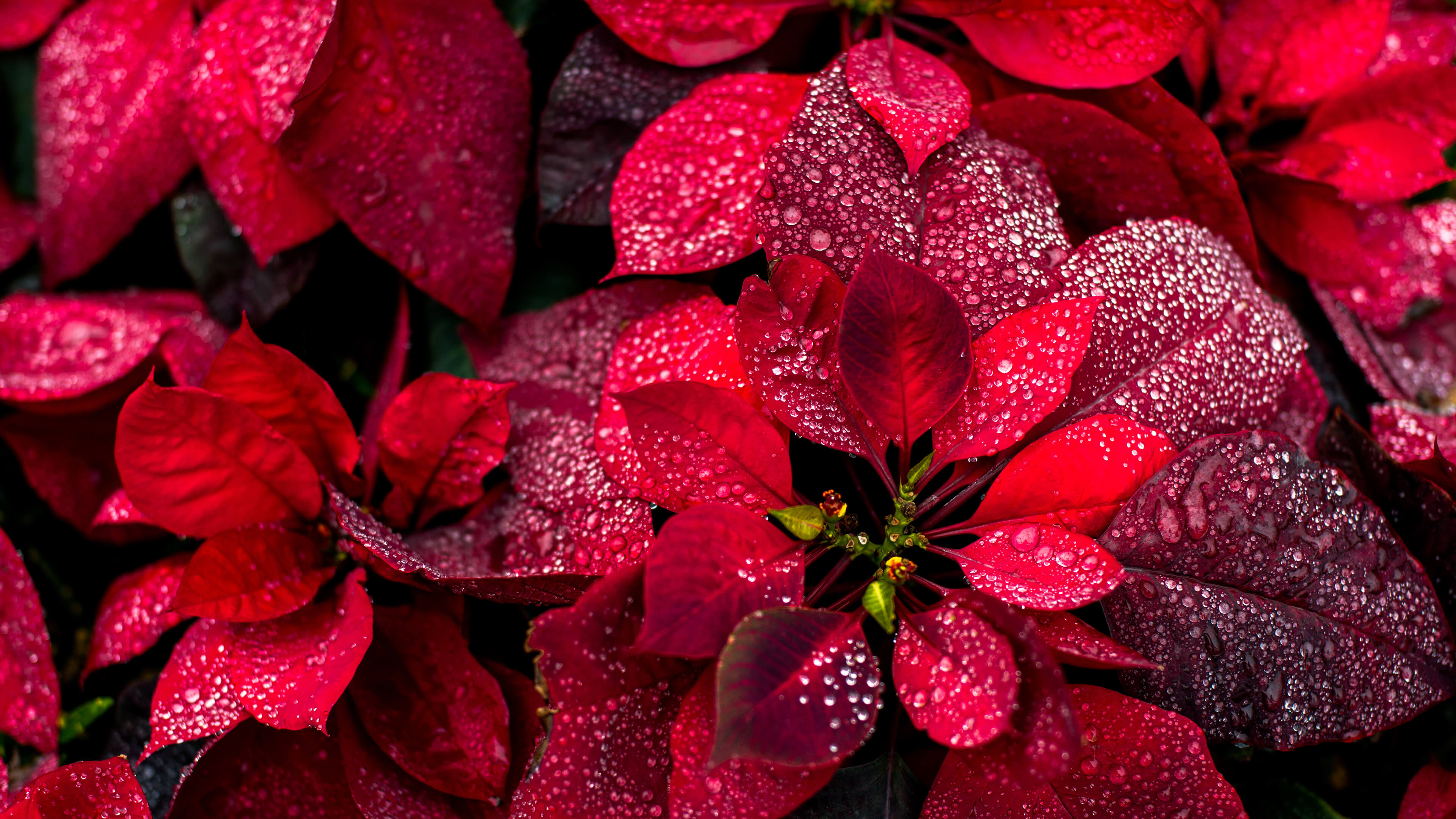 General 3840x2160 red plants leaves water drops nature portrait display closeup depth of field