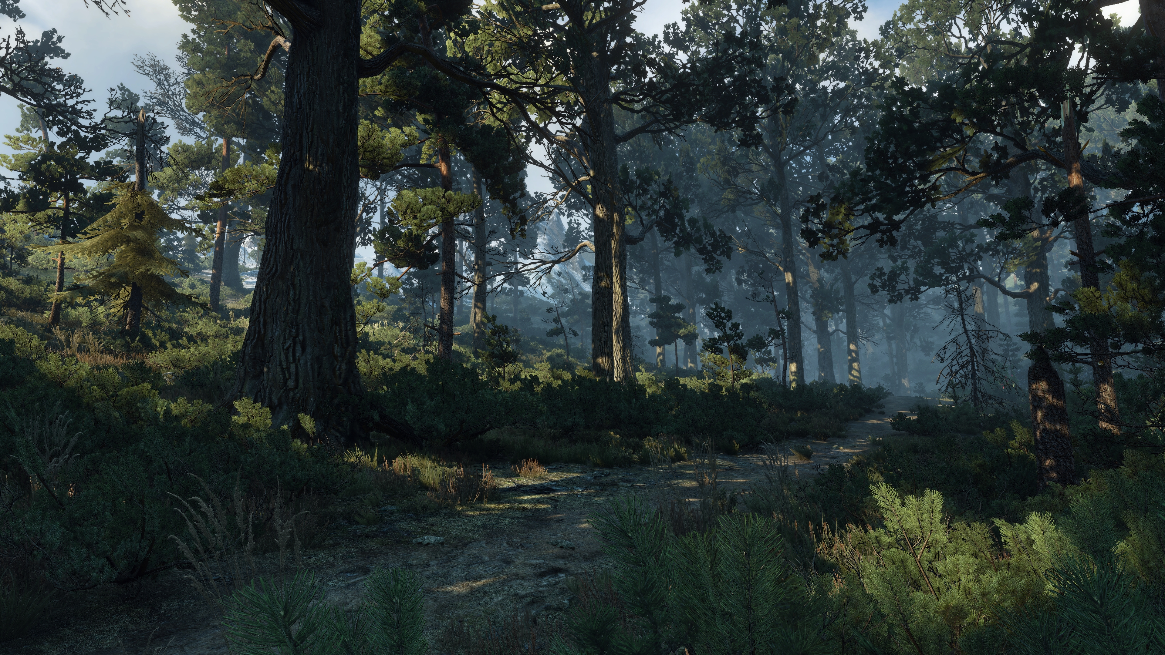 General 3840x2160 The Witcher 3: Wild Hunt screen shot PC gaming forest Skellige CGI video game art trees video games sunlight path nature plants branch outdoors