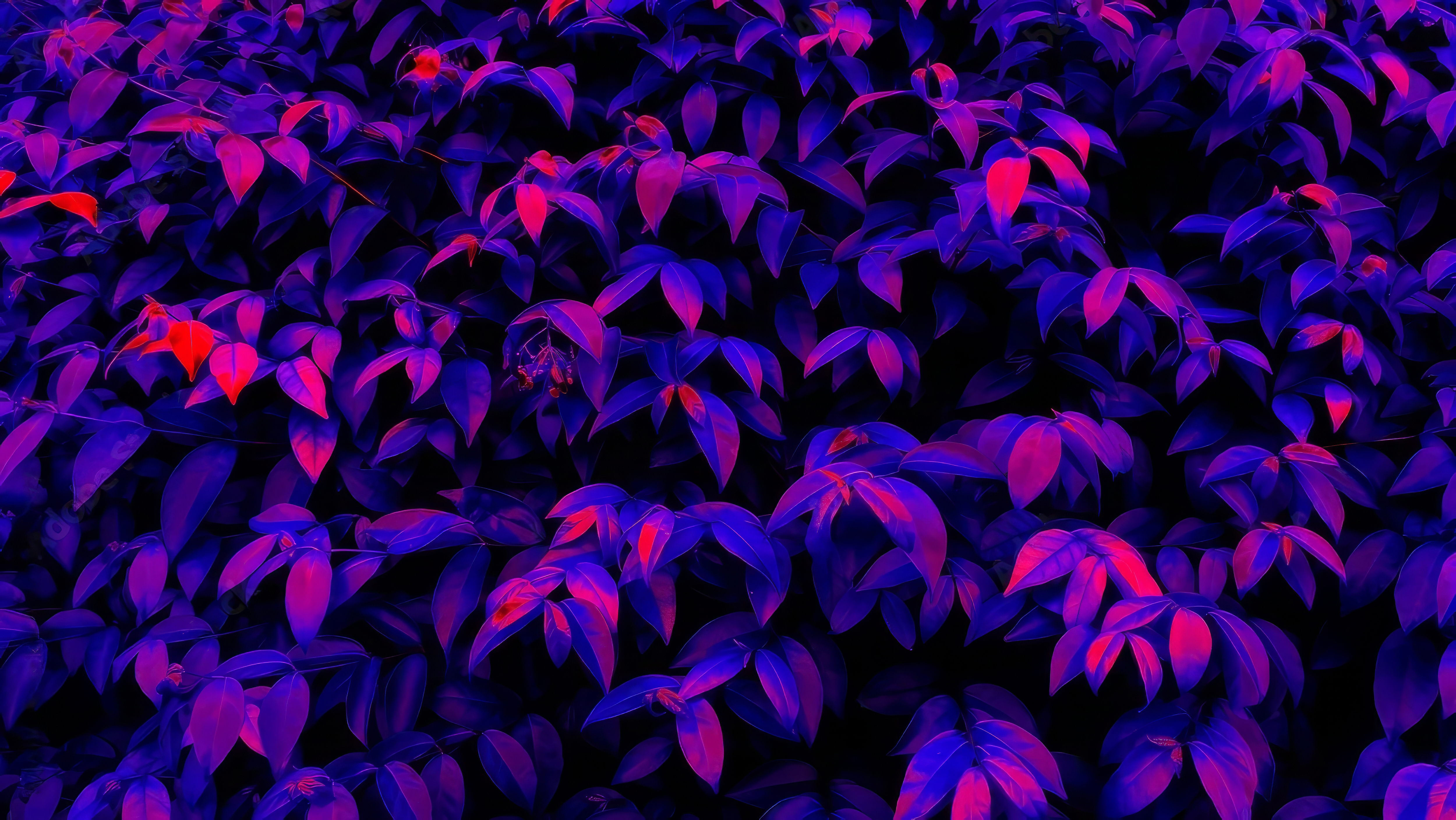 General 5000x2815 leaves blue pink red neon bright