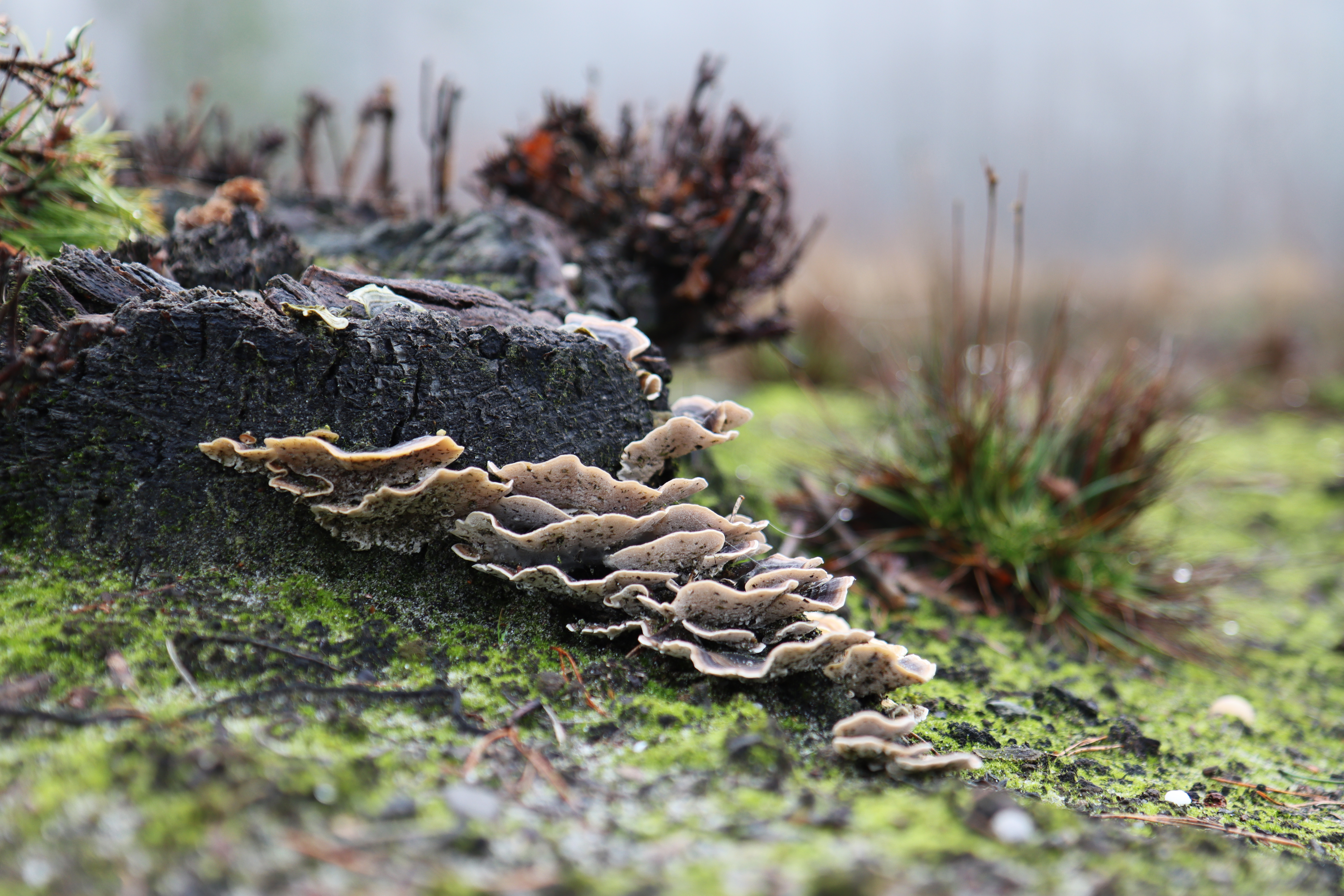 General 6960x4640 nature forest fungus closeup